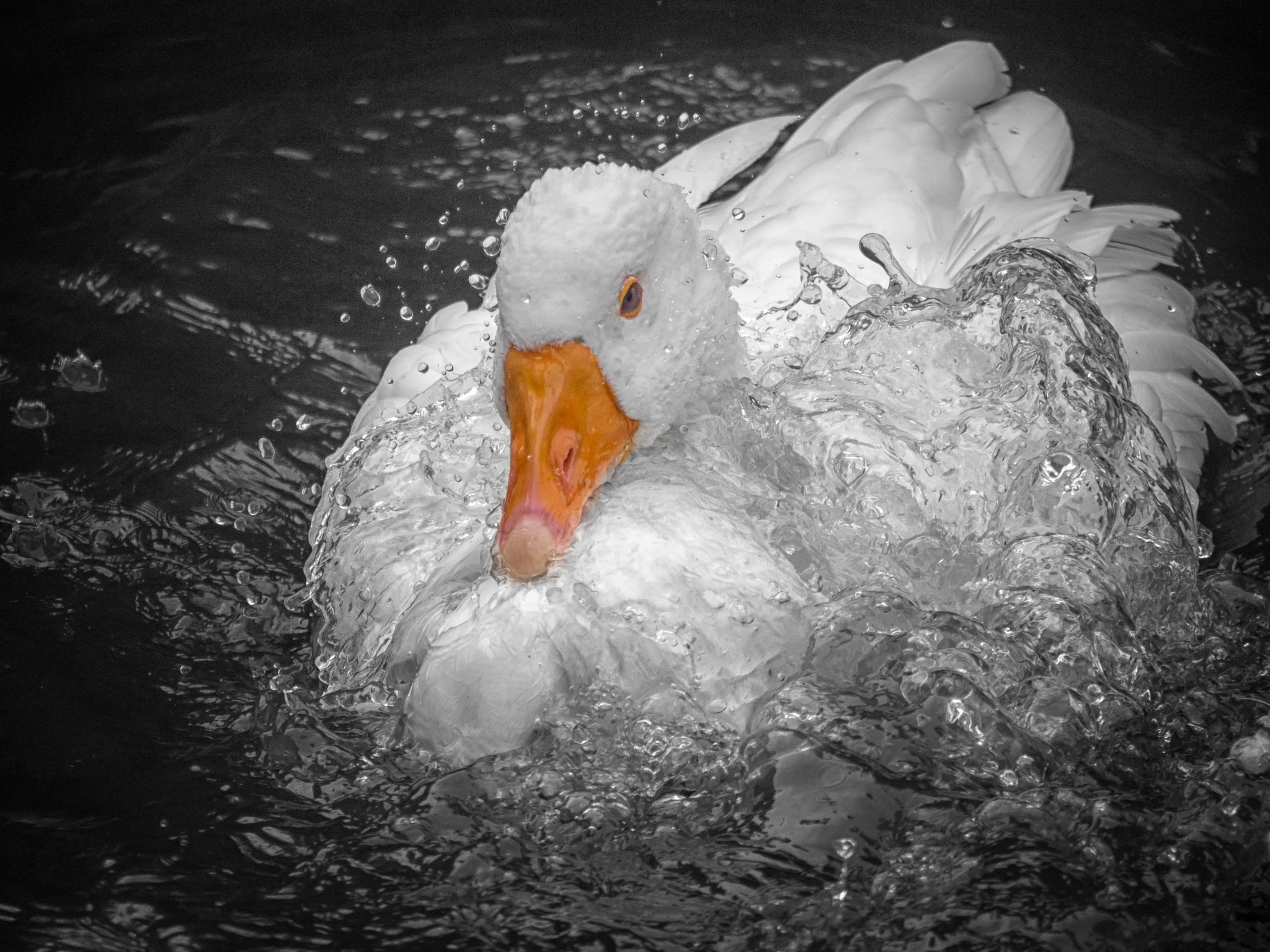 Olympus OM-D E-M10 + Panasonic Lumix G Vario 45-200mm F4-5.6 OIS sample photo. Portrait of a goose photography