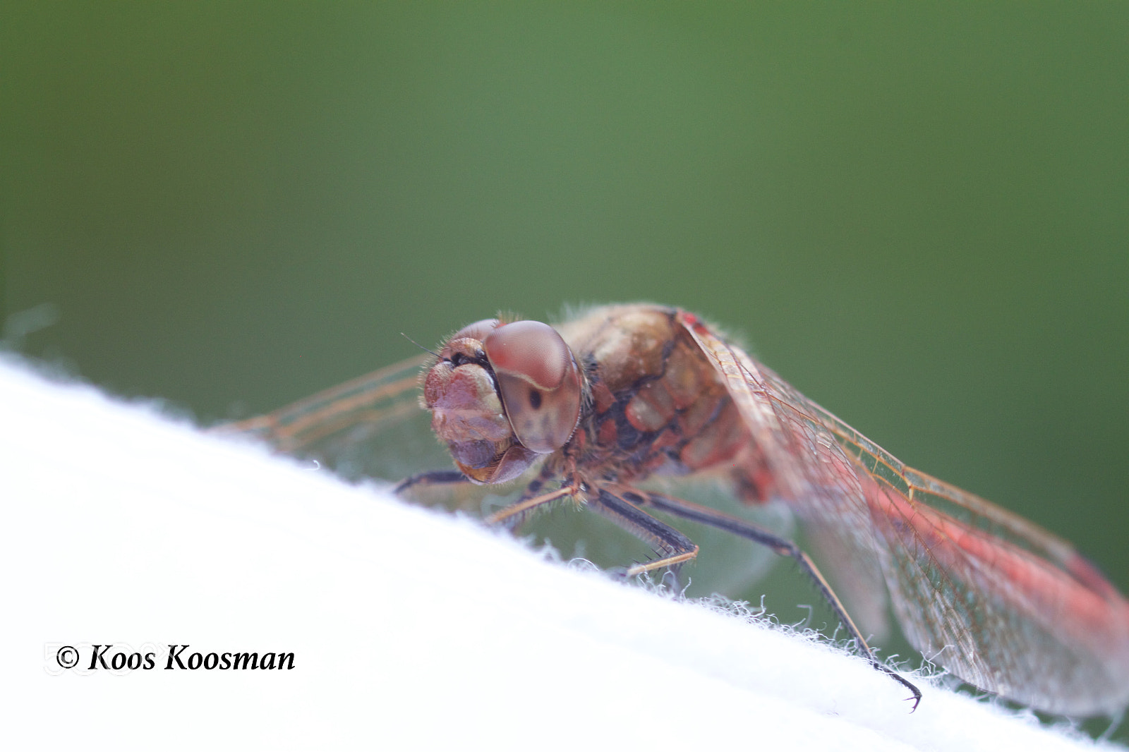 Canon EF 100-400mm F4.5-5.6L IS USM sample photo. Dragonfly photography