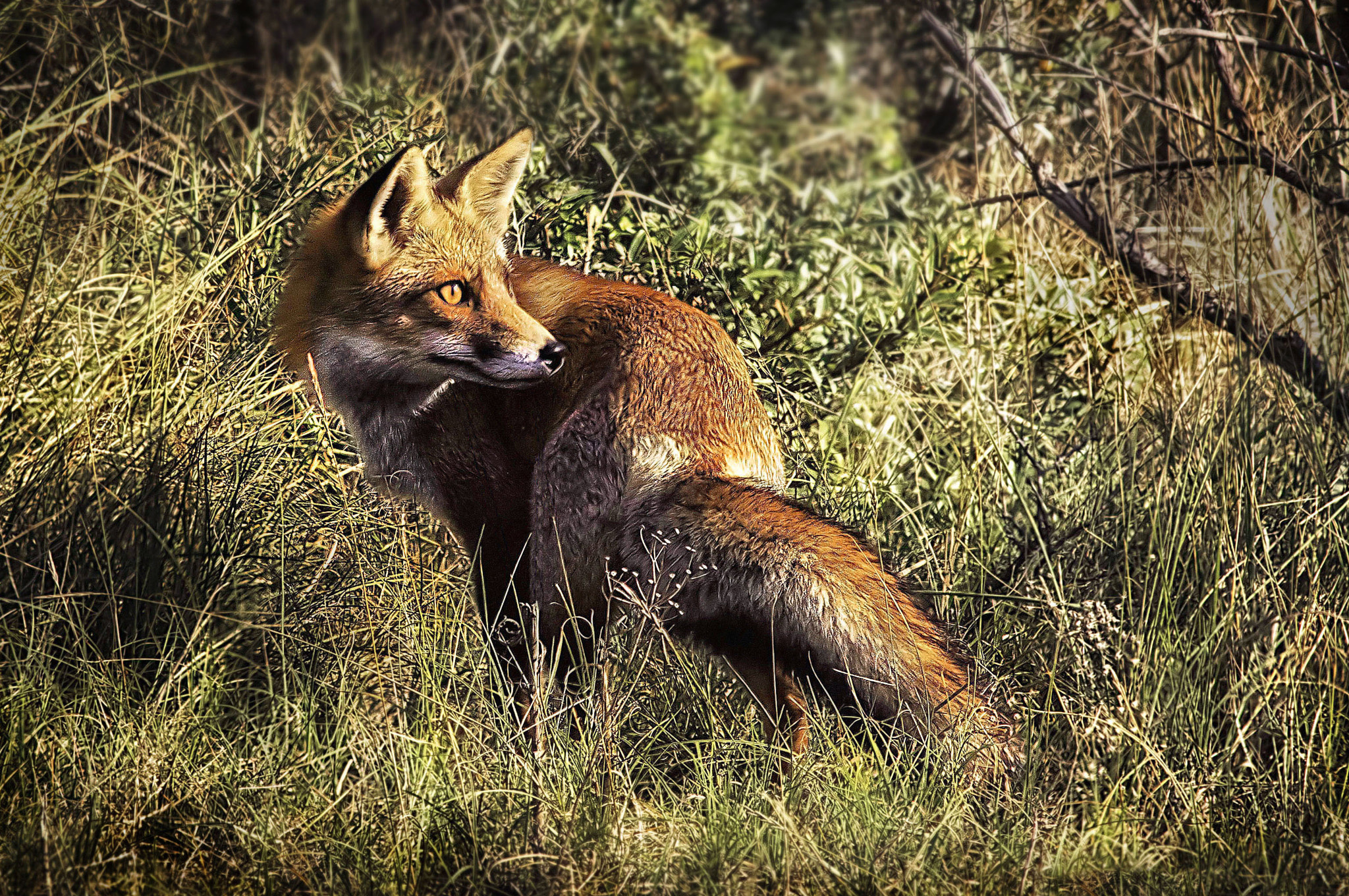 Canon EOS 7D Mark II + Canon EF 400mm F5.6L USM sample photo. Red fox photography