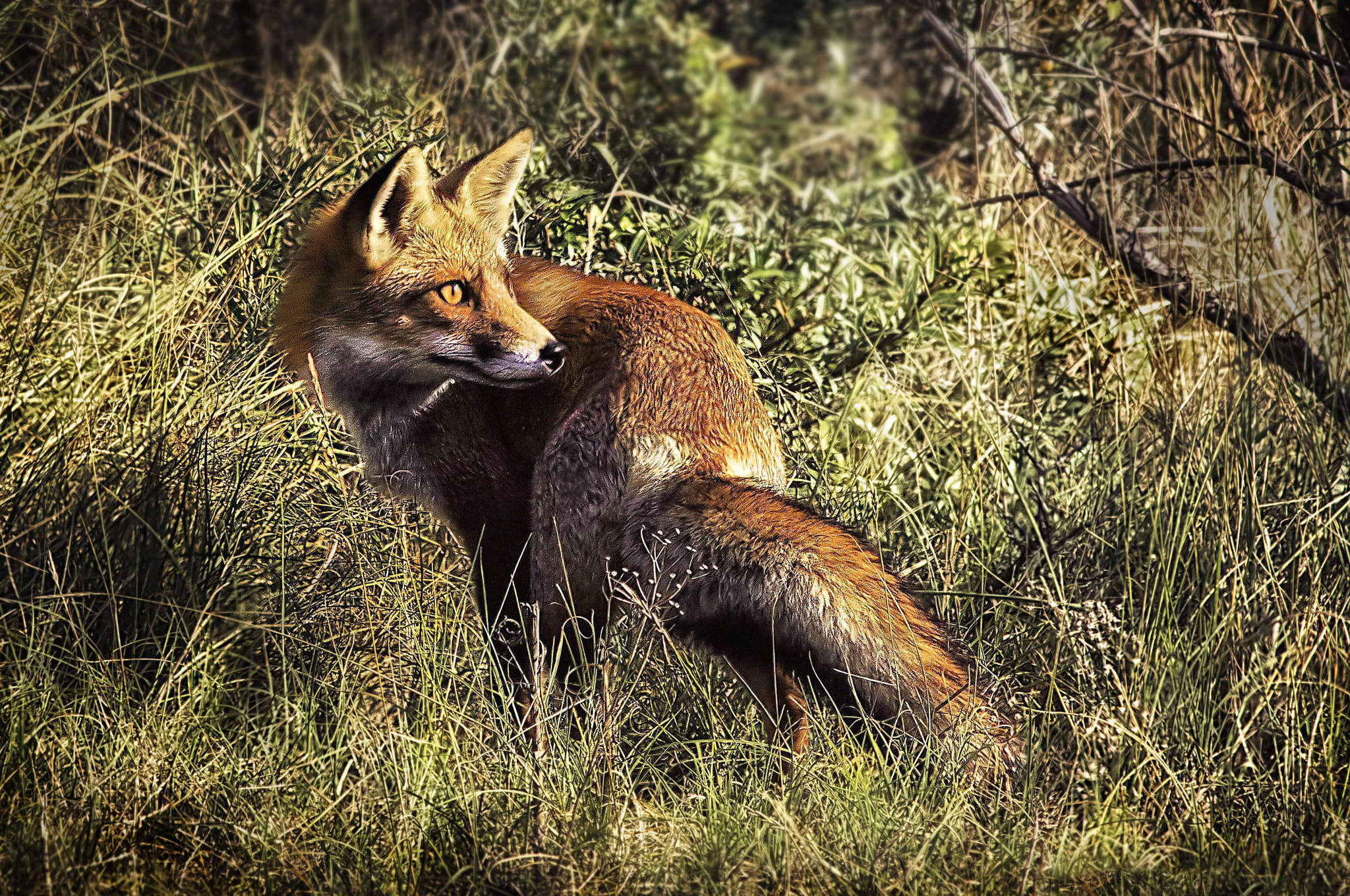 Canon EF 400mm F5.6L USM sample photo. Red fox photography