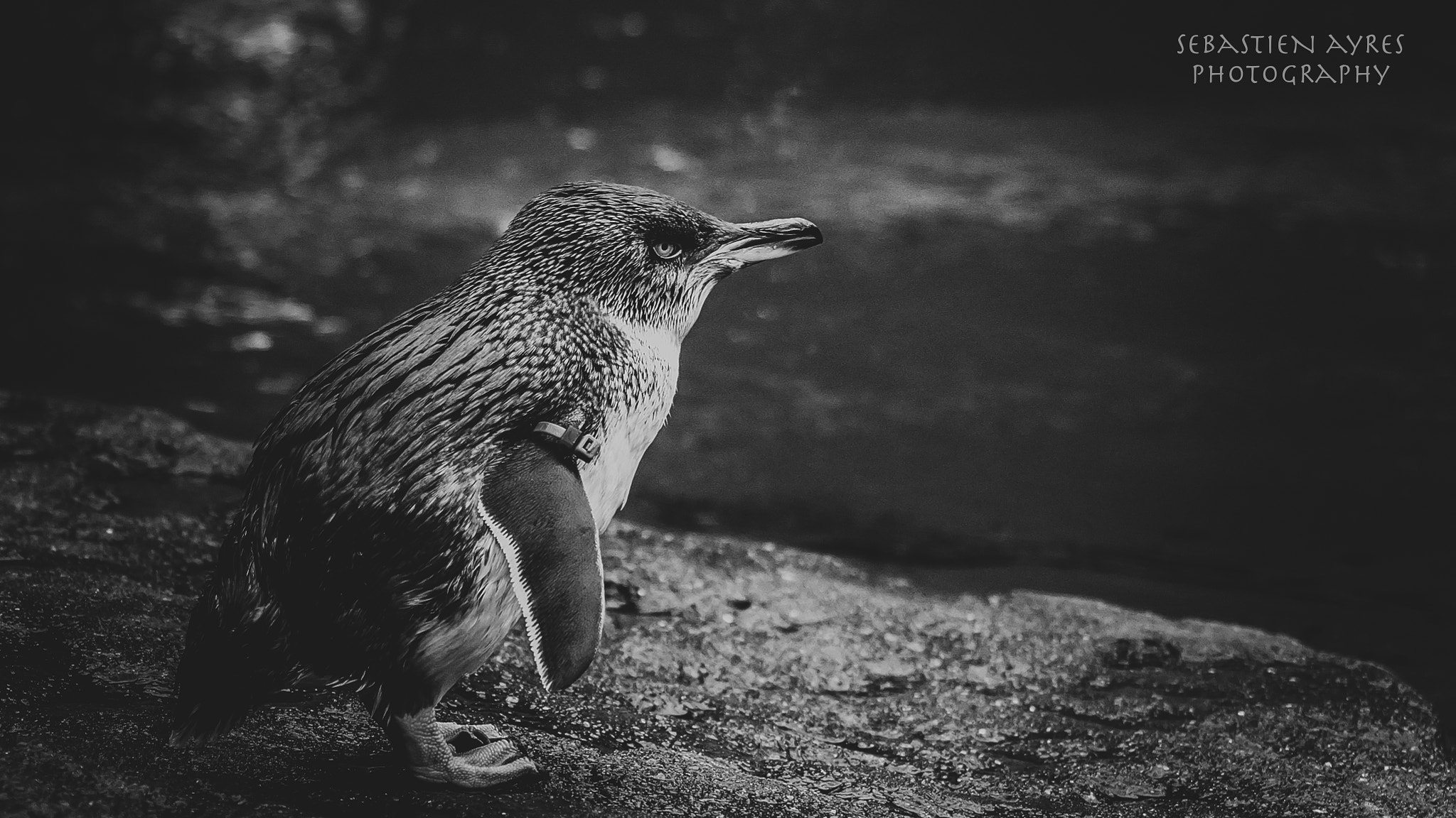 Pentax K-S2 sample photo. Contemplating a swim photography