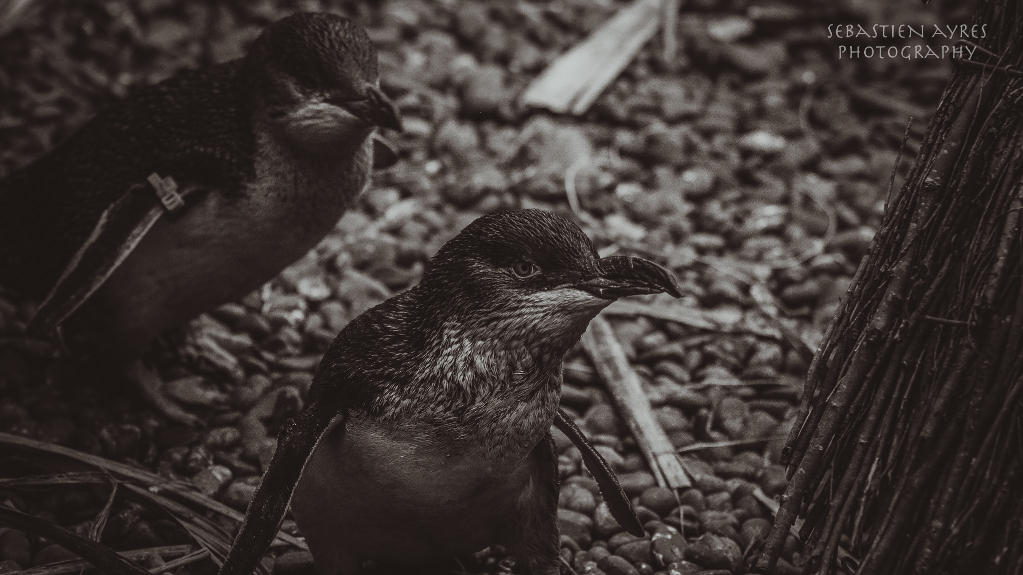 Pentax K-S2 + Tamron AF 70-300mm F4-5.6 Di LD Macro sample photo. Bundle of sticks photography