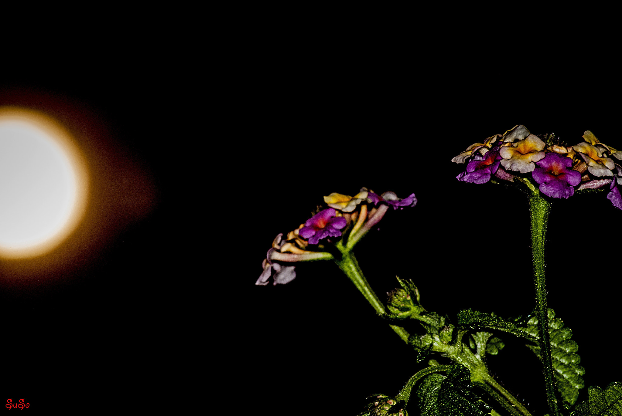 Nikon D3000 sample photo. La luz photography