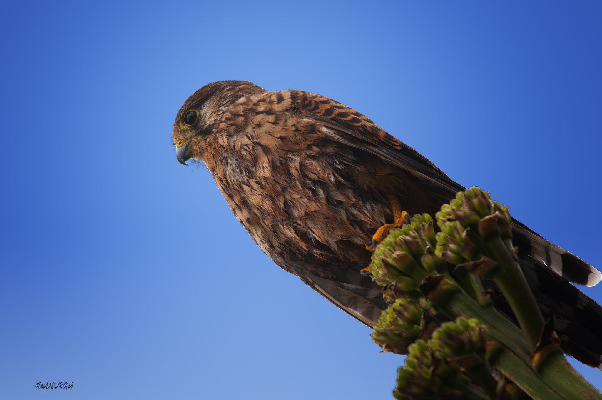 Sigma 150-500mm F5-6.3 DG OS HSM sample photo. Cernicalo photography