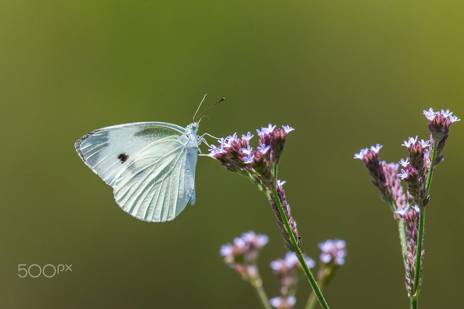 Canon EF 500mm F4L IS II USM sample photo. Cabbage butterfly photography