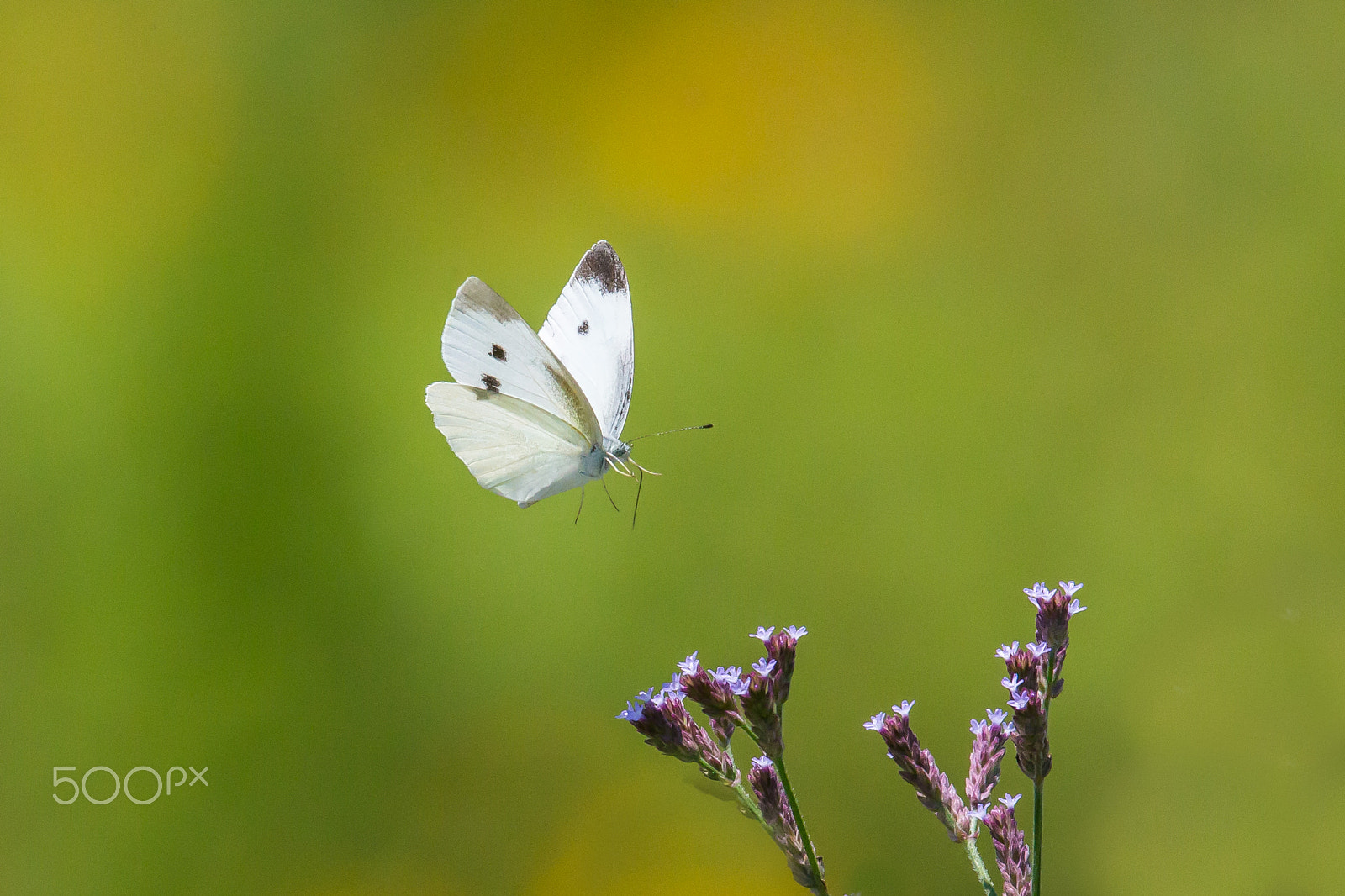 Canon EF 500mm F4L IS II USM sample photo. Flying butterfly photography