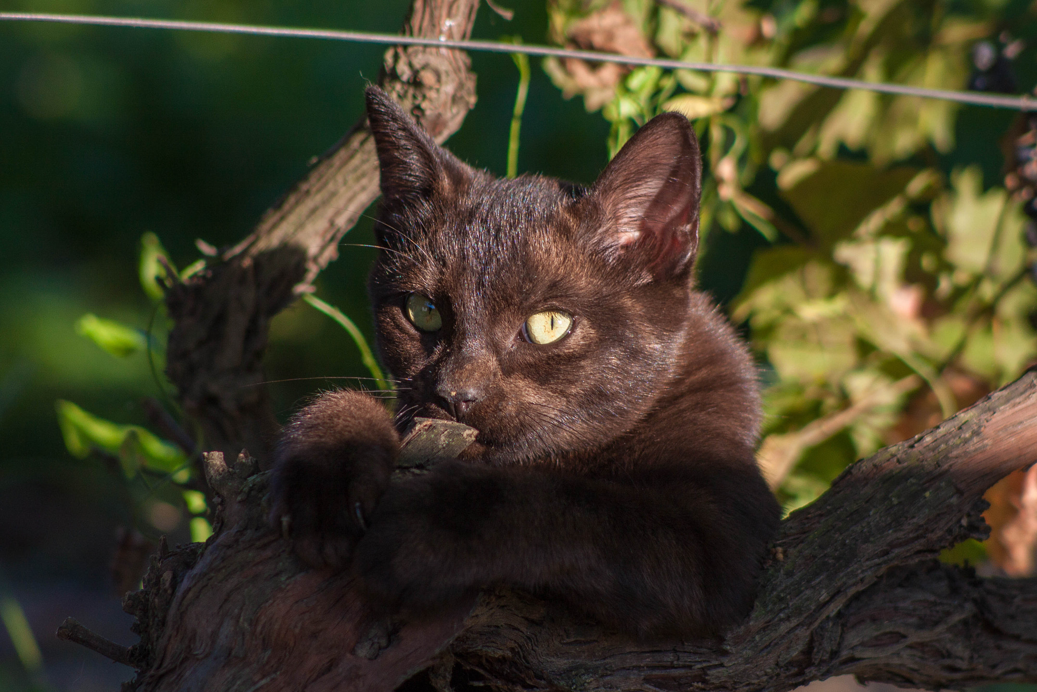 Canon EOS 50D + Canon EF 70-210mm f/3.5-4.5 USM sample photo. Playful kitten photography