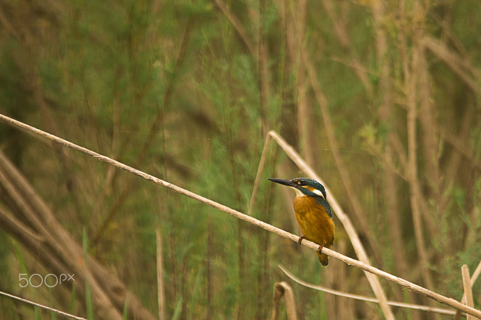 Sigma 150-500mm F5-6.3 DG OS HSM sample photo. River kingfisher photography