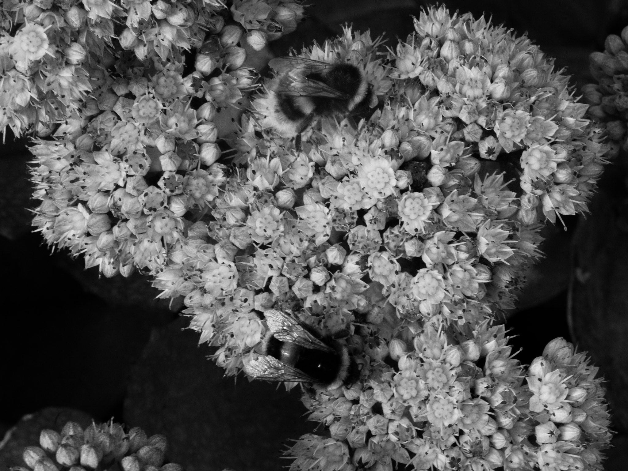 Panasonic Lumix DMC-GM1 sample photo. Floral form not colour photography