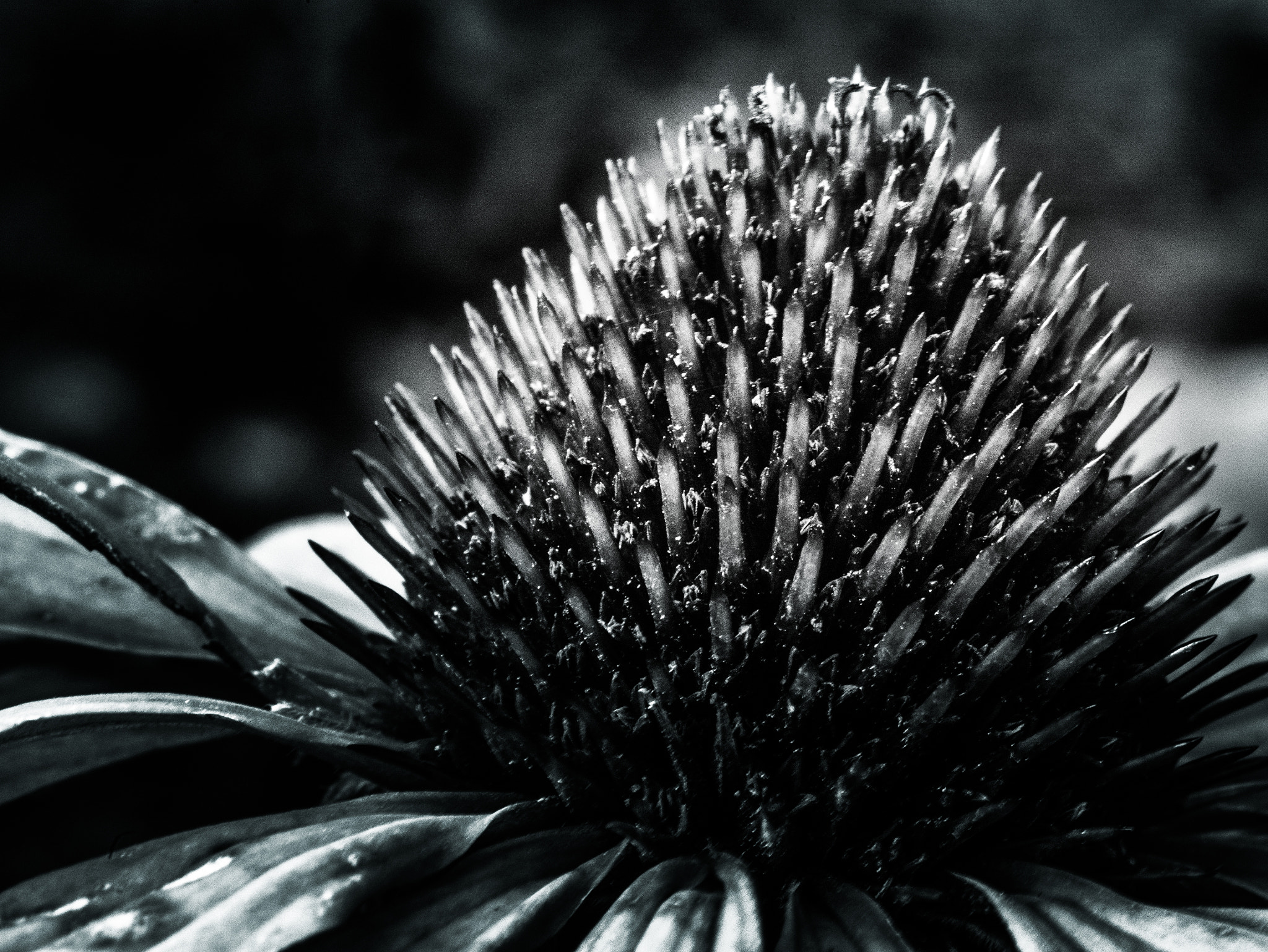 Panasonic Lumix DMC-GM1 sample photo. Floral form not colour photography