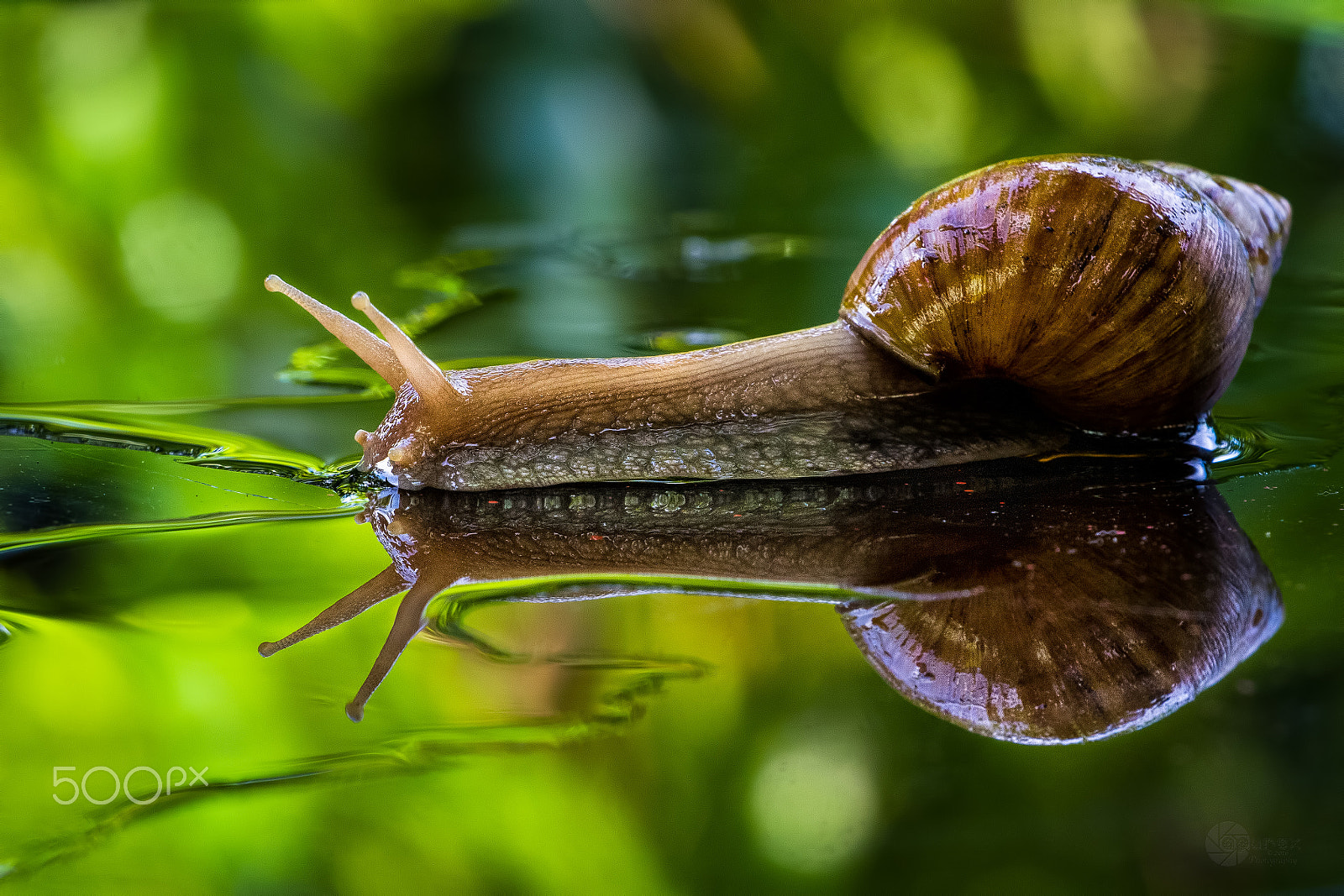 Canon EOS 7D + Canon EF 70-200mm F4L USM sample photo. S u p e r s o n i c photography