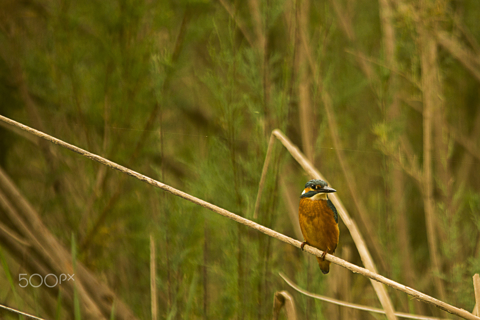 Sigma 150-500mm F5-6.3 DG OS HSM sample photo. Martin-pêcheur d'europe photography