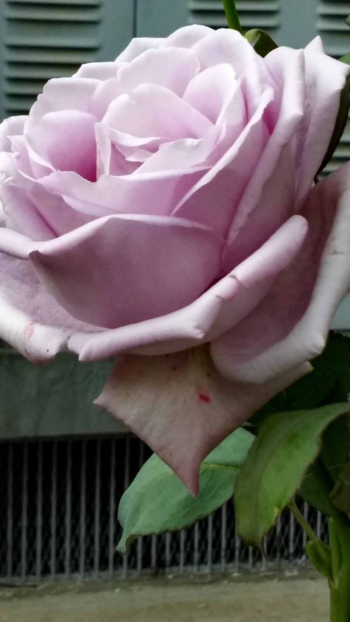 LG H650E sample photo. An rose... photography