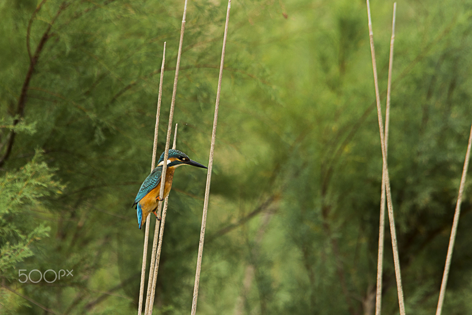 Sigma 150-500mm F5-6.3 DG OS HSM sample photo. The common kingfisher photography