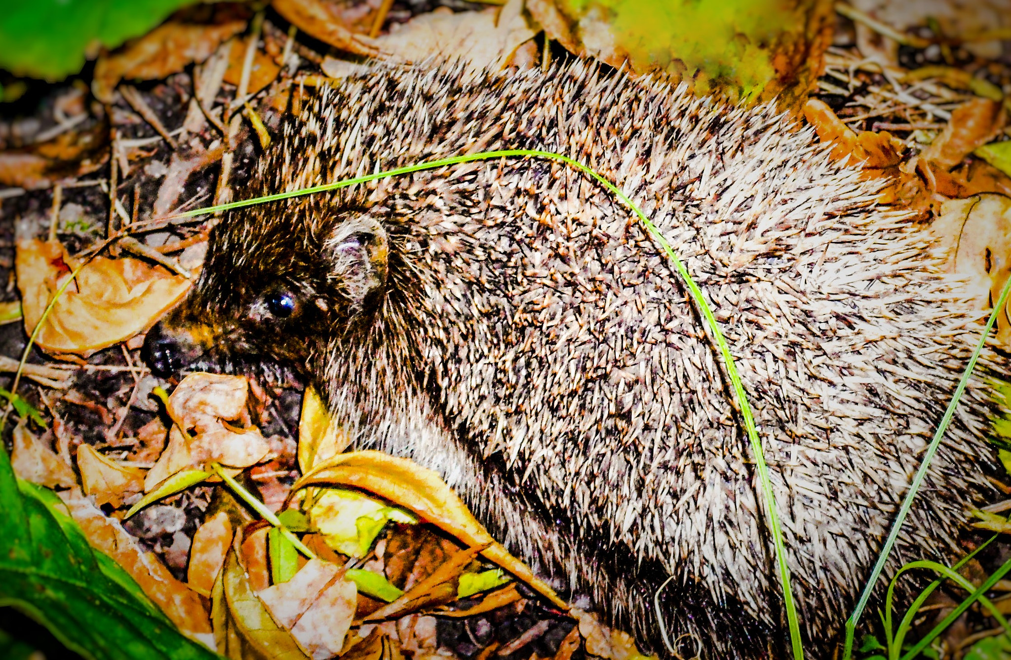 Fujifilm A100 sample photo. Hedgehog photography