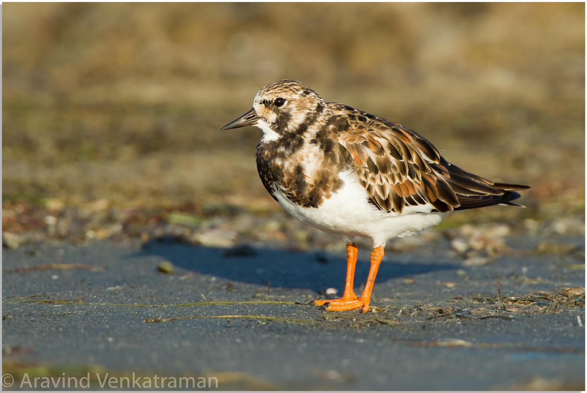 Canon EF 500mm F4L IS USM sample photo. Rudy turnstone photography