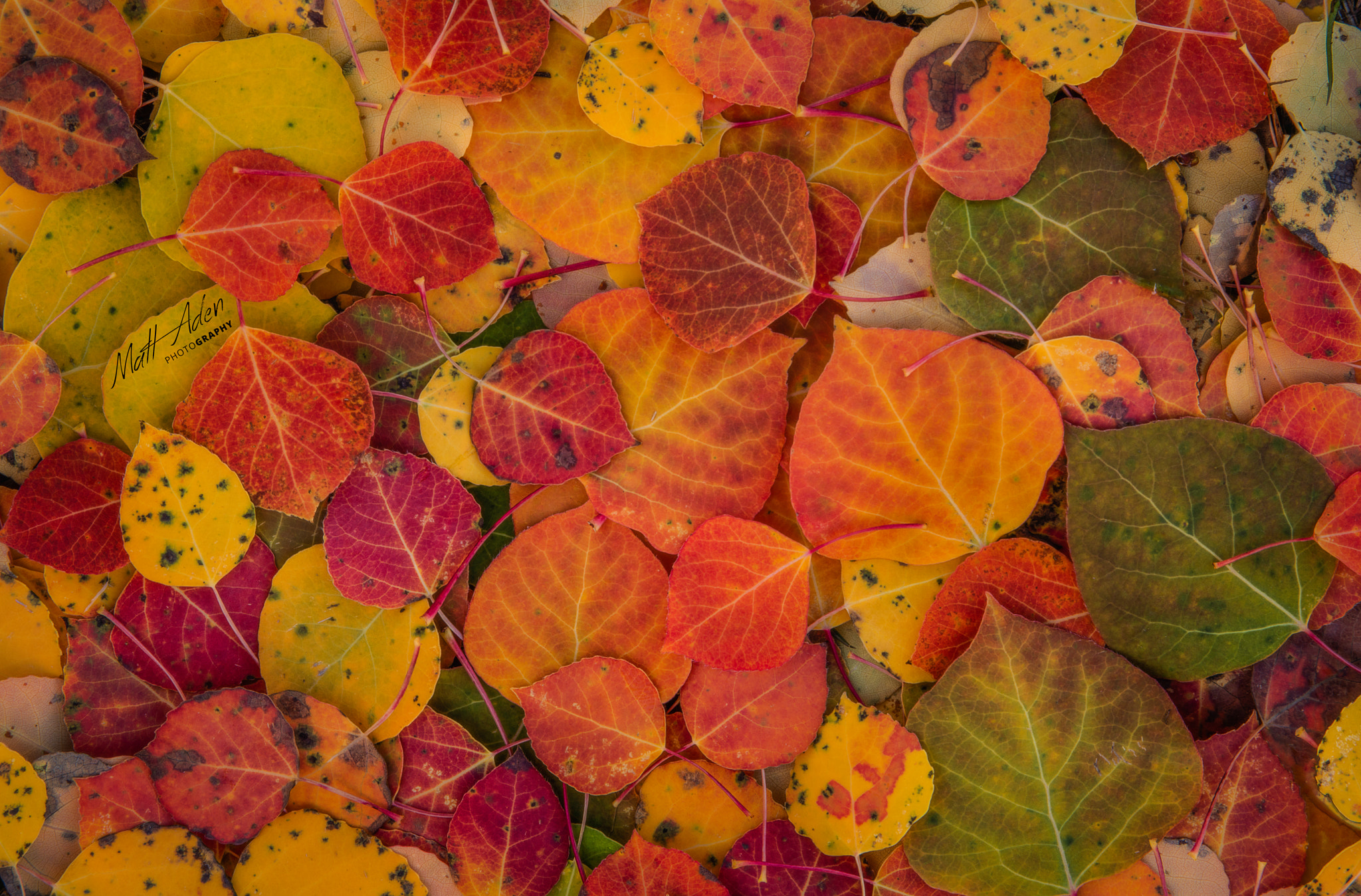 Canon EF 28-105mm f/3.5-4.5 USM sample photo. Autumn zen photography