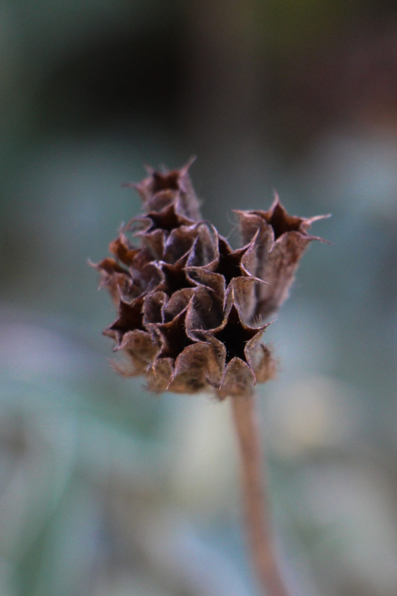 Canon EOS 700D (EOS Rebel T5i / EOS Kiss X7i) sample photo. Estrella photography
