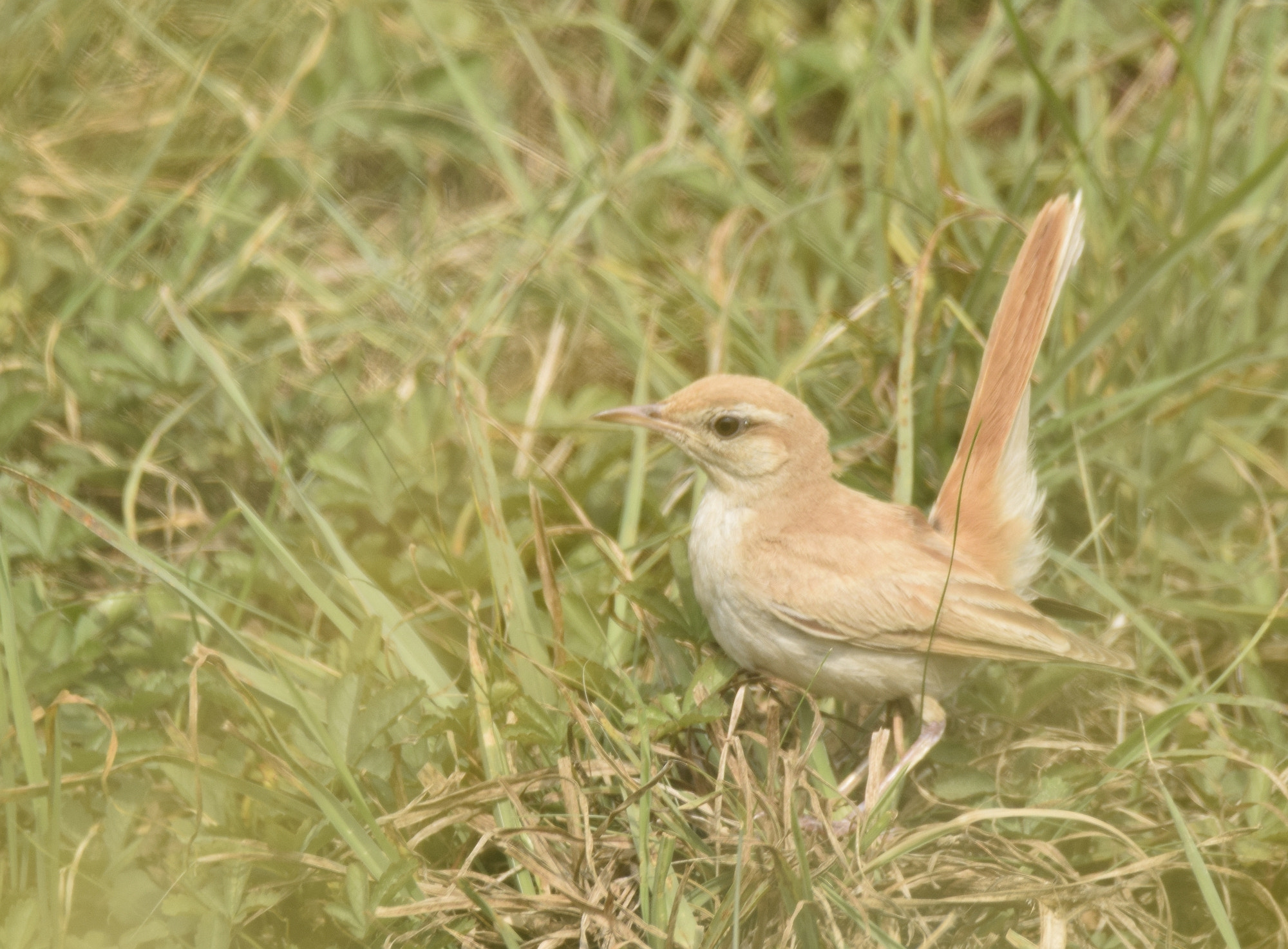 Sigma 150-600mm F5-6.3 DG OS HSM | C sample photo. Rufous tailed photography