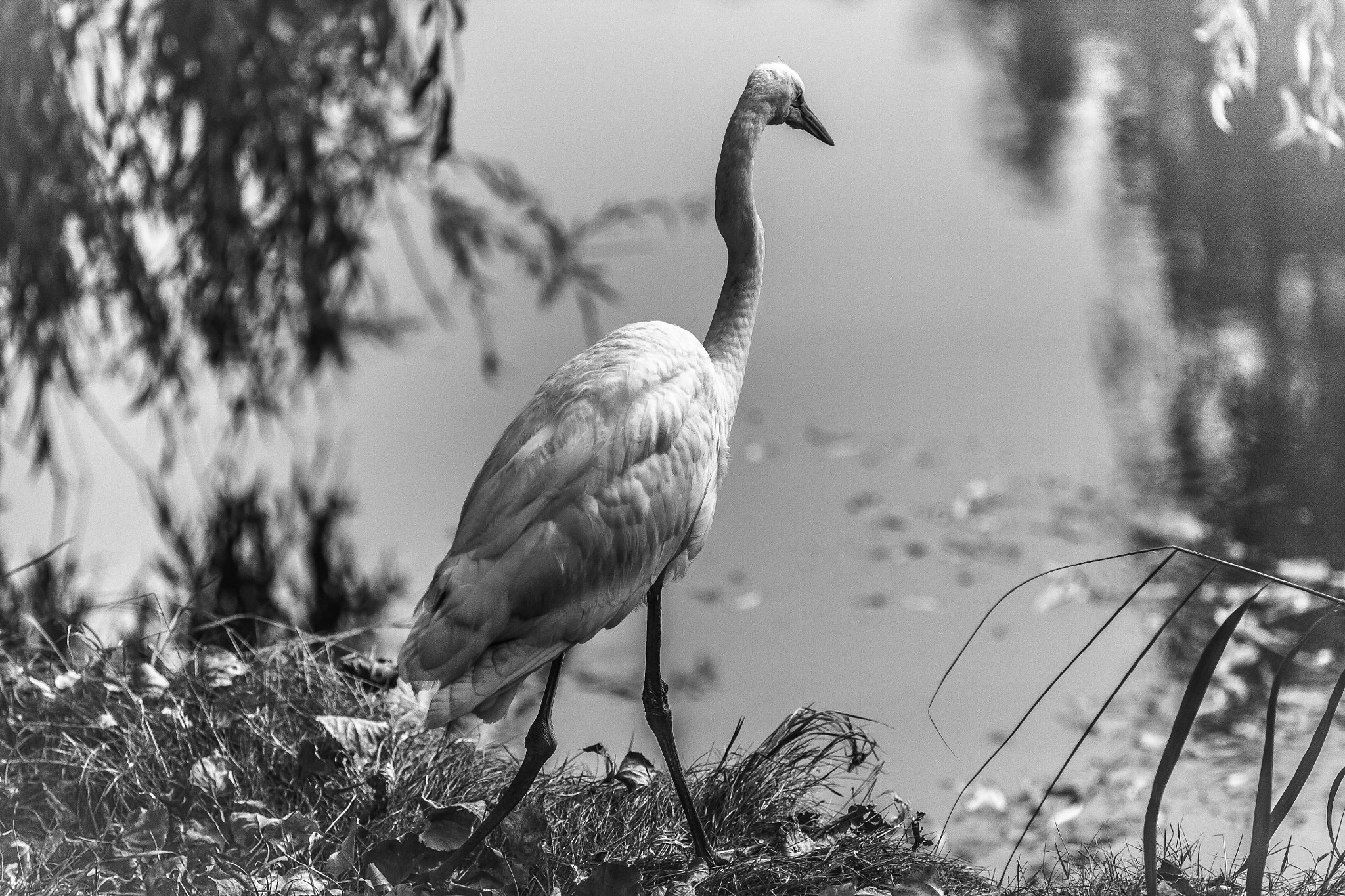 Canon EOS 5D + Canon EF 135mm F2.8 SF sample photo. Egret photography