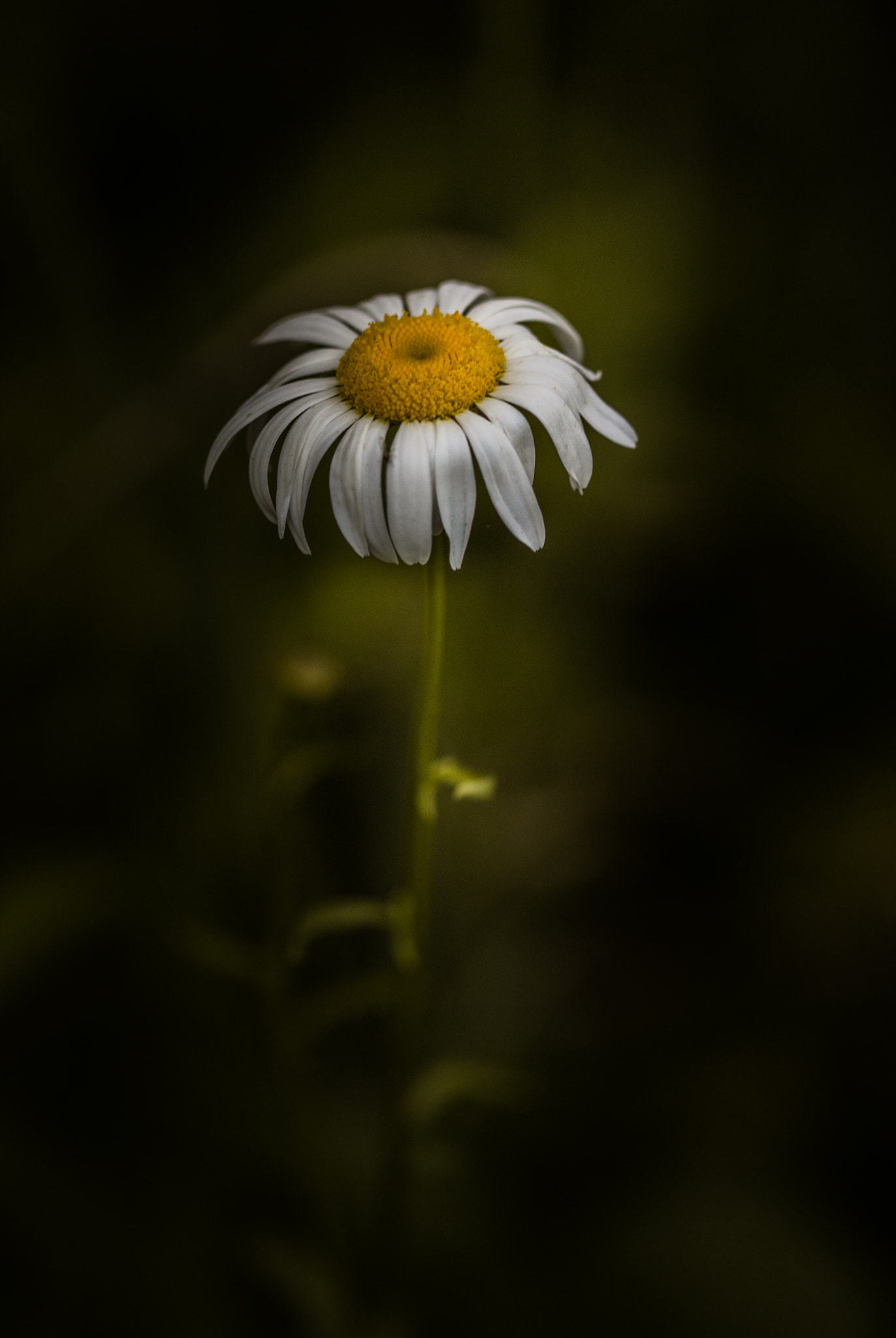 Canon EF 100mm F2.8 Macro USM sample photo. Weary but not beaten photography