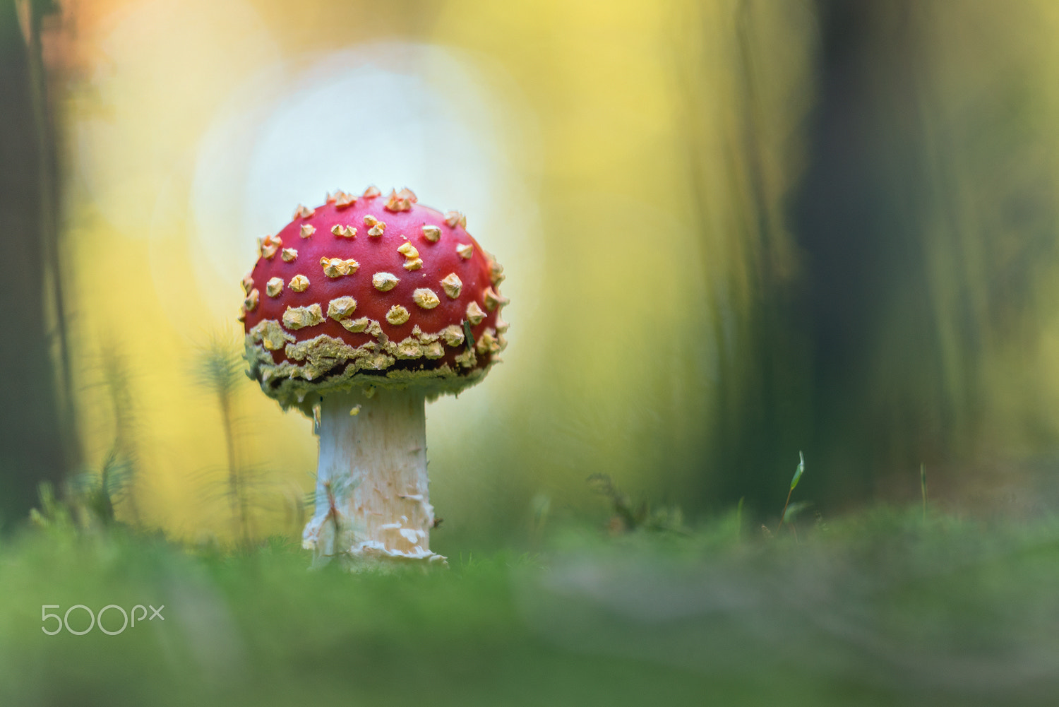 Sigma 150mm F2.8 EX DG Macro HSM sample photo. Amanita muscaria,( the fly agaric) photography