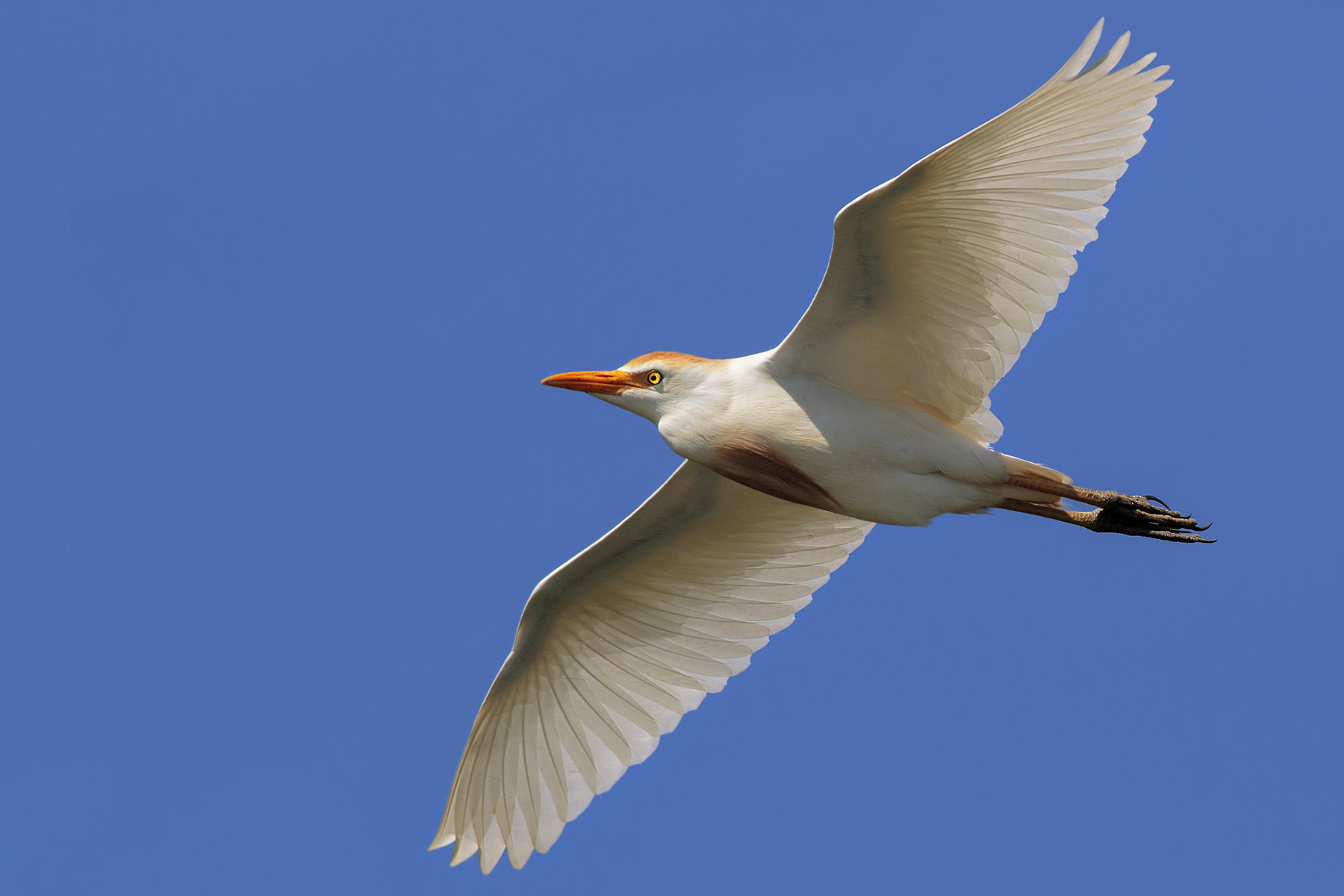 Canon EOS 7D Mark II sample photo. Cattle egret photography