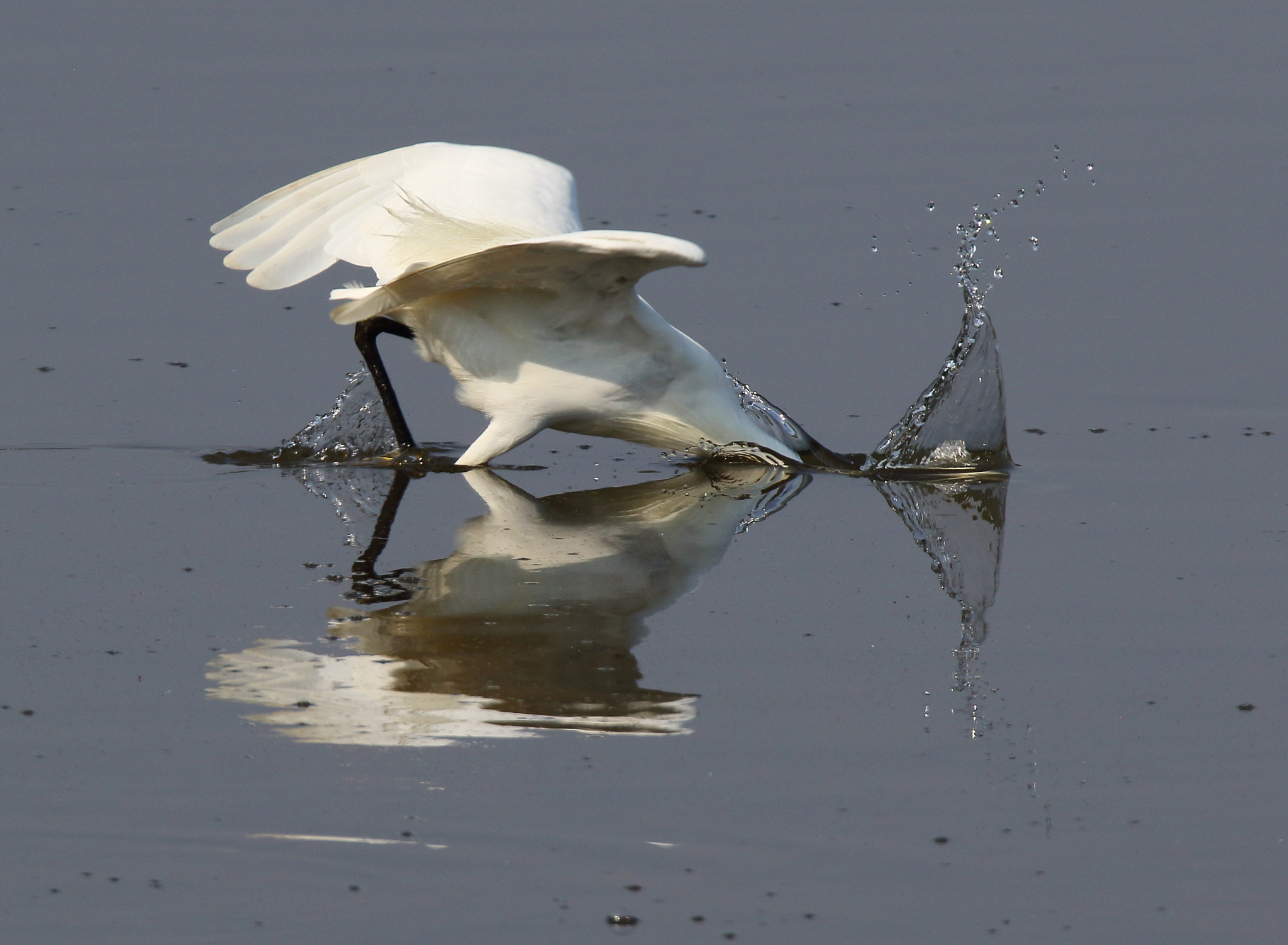 Canon EOS 7D Mark II sample photo. Little egret fishing. photography