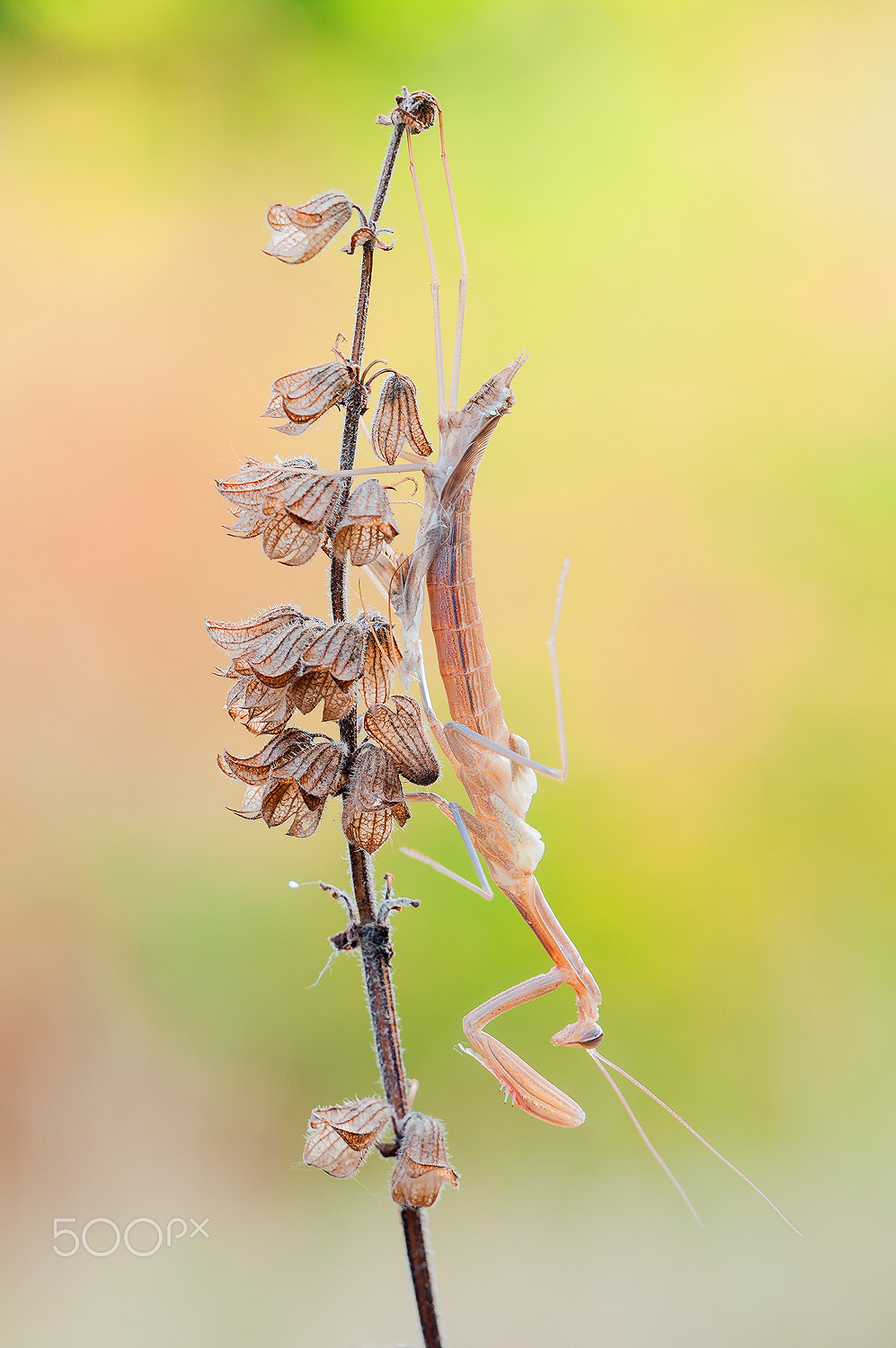 Sigma 150mm F2.8 EX DG Macro HSM sample photo. Mantis (ecdysis) photography