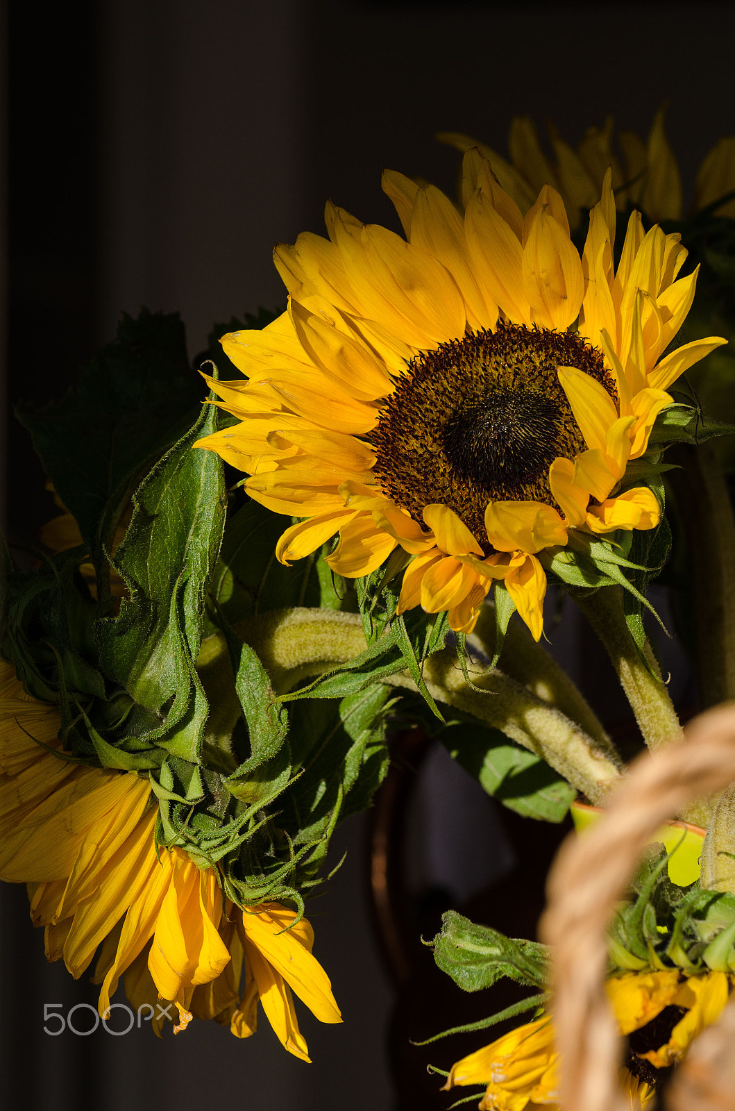 Nikon AF-S Nikkor 70-200mm F4G ED VR sample photo. Sunflowers on a dark background photography