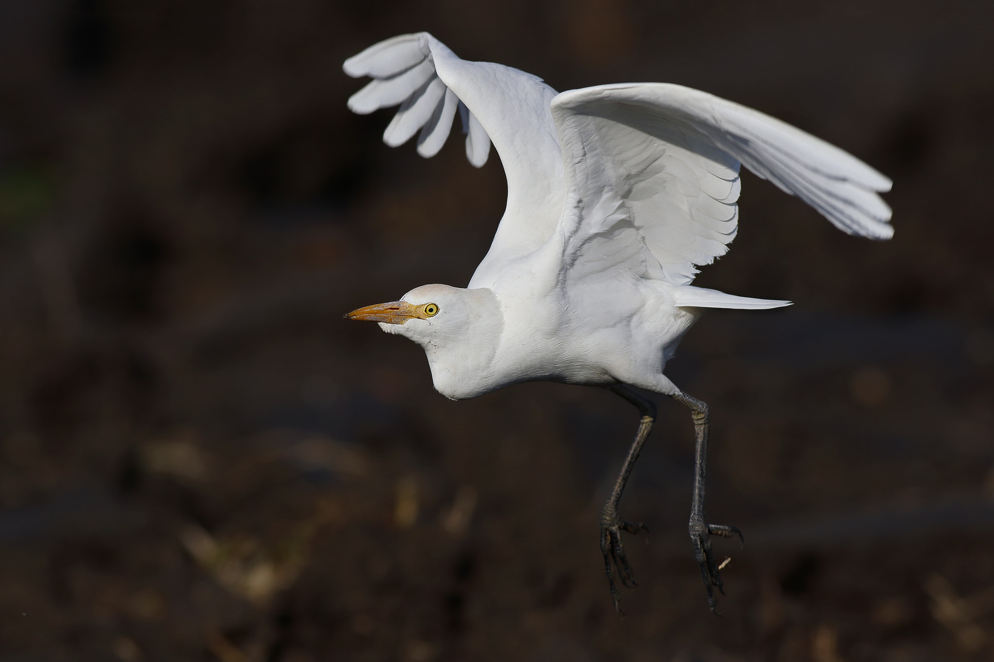 Canon EOS 7D Mark II + Canon EF 500mm f/4.5L sample photo. Cattle egret photography