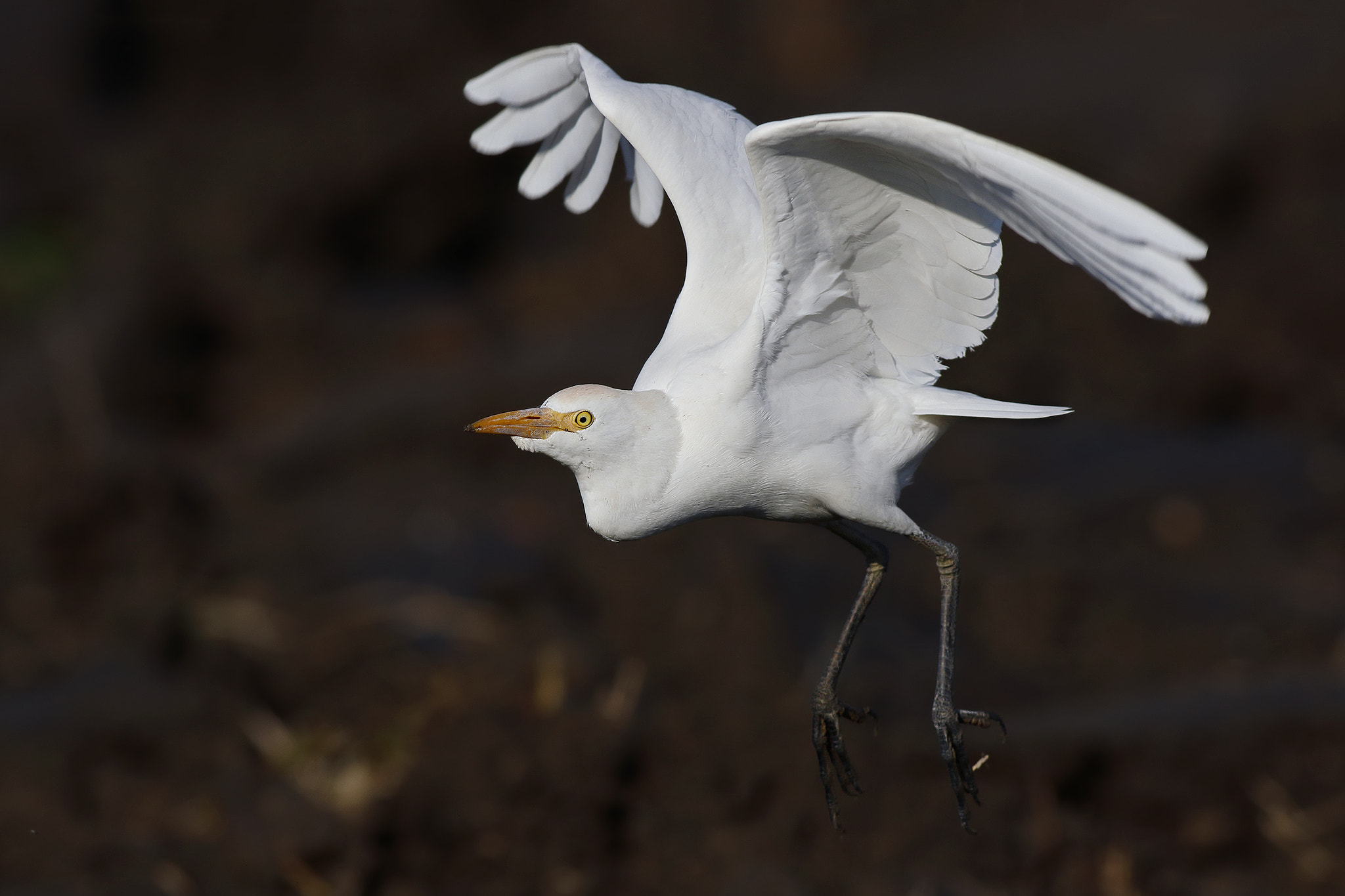 Canon EF 500mm f/4.5L sample photo. Cattle egret photography