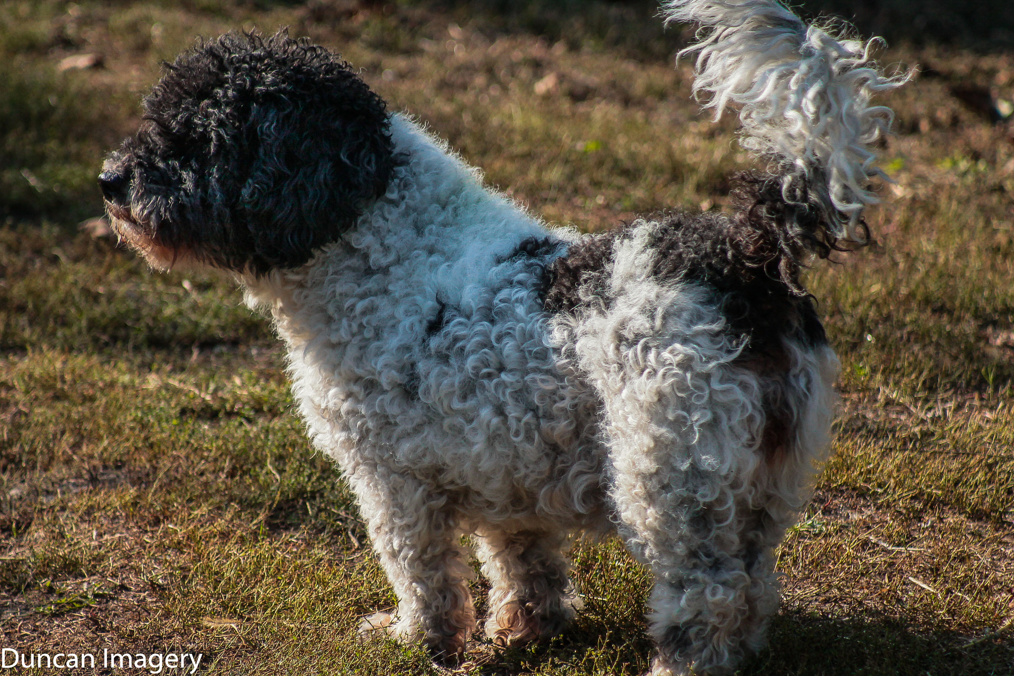 Canon EF 80-200mm F4.5-5.6 II sample photo. Afternoon photography