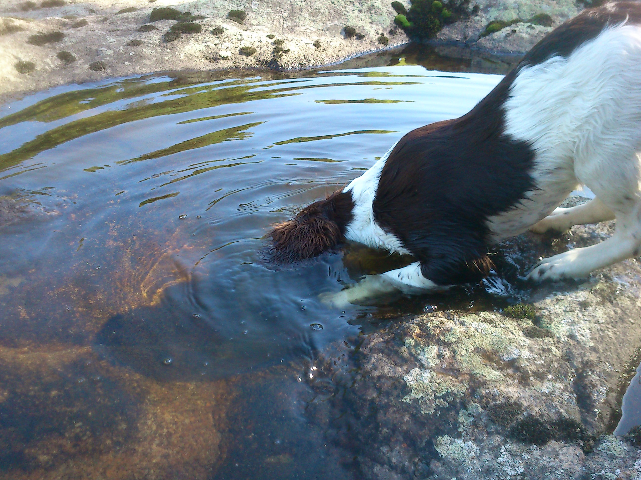 Sony Ericsson Live with Walkman sample photo. Dog catches fich photography