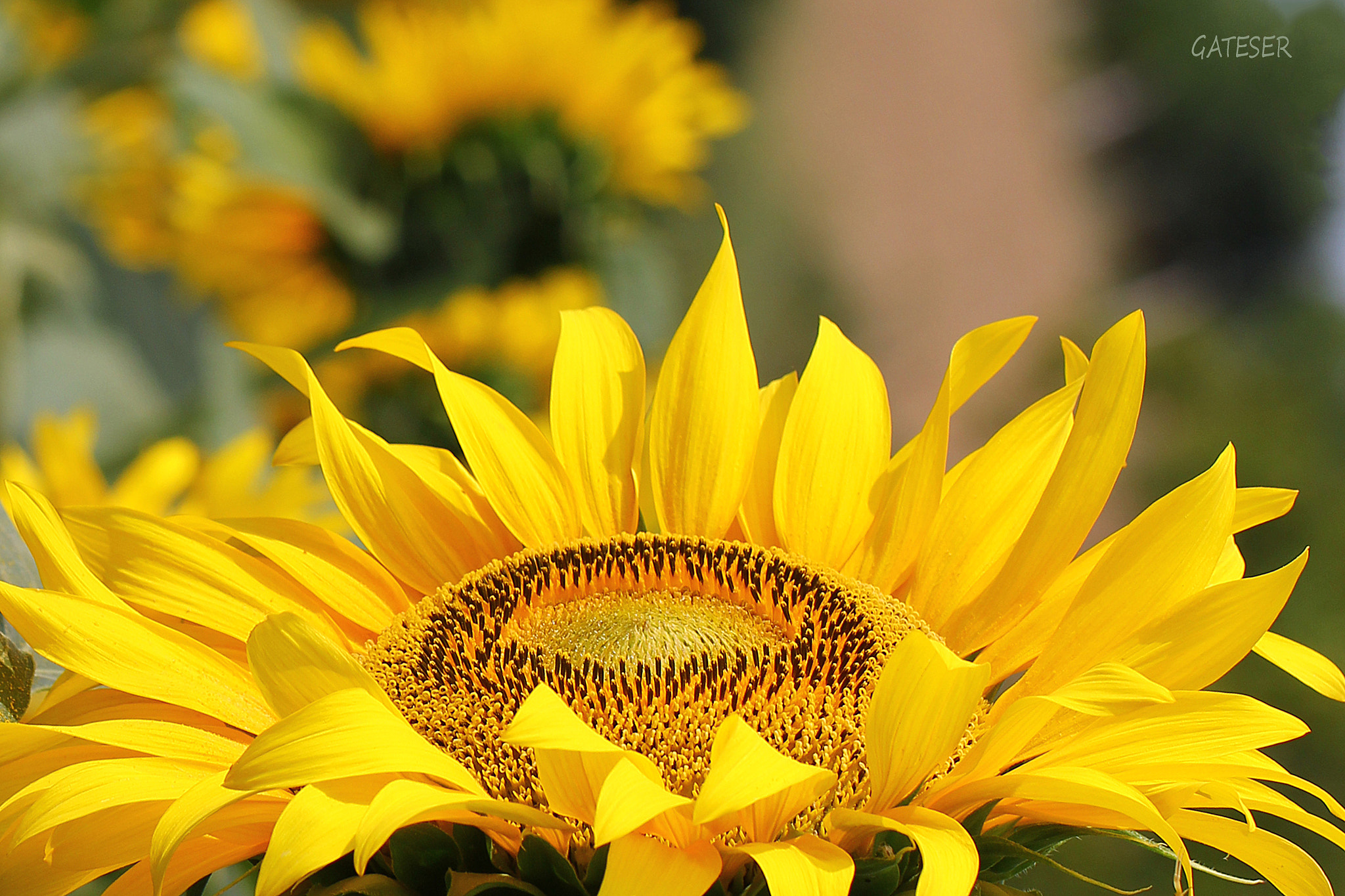 Canon EOS 60D + Canon EF 100mm F2.8L Macro IS USM sample photo. Sunflower from thrace photography