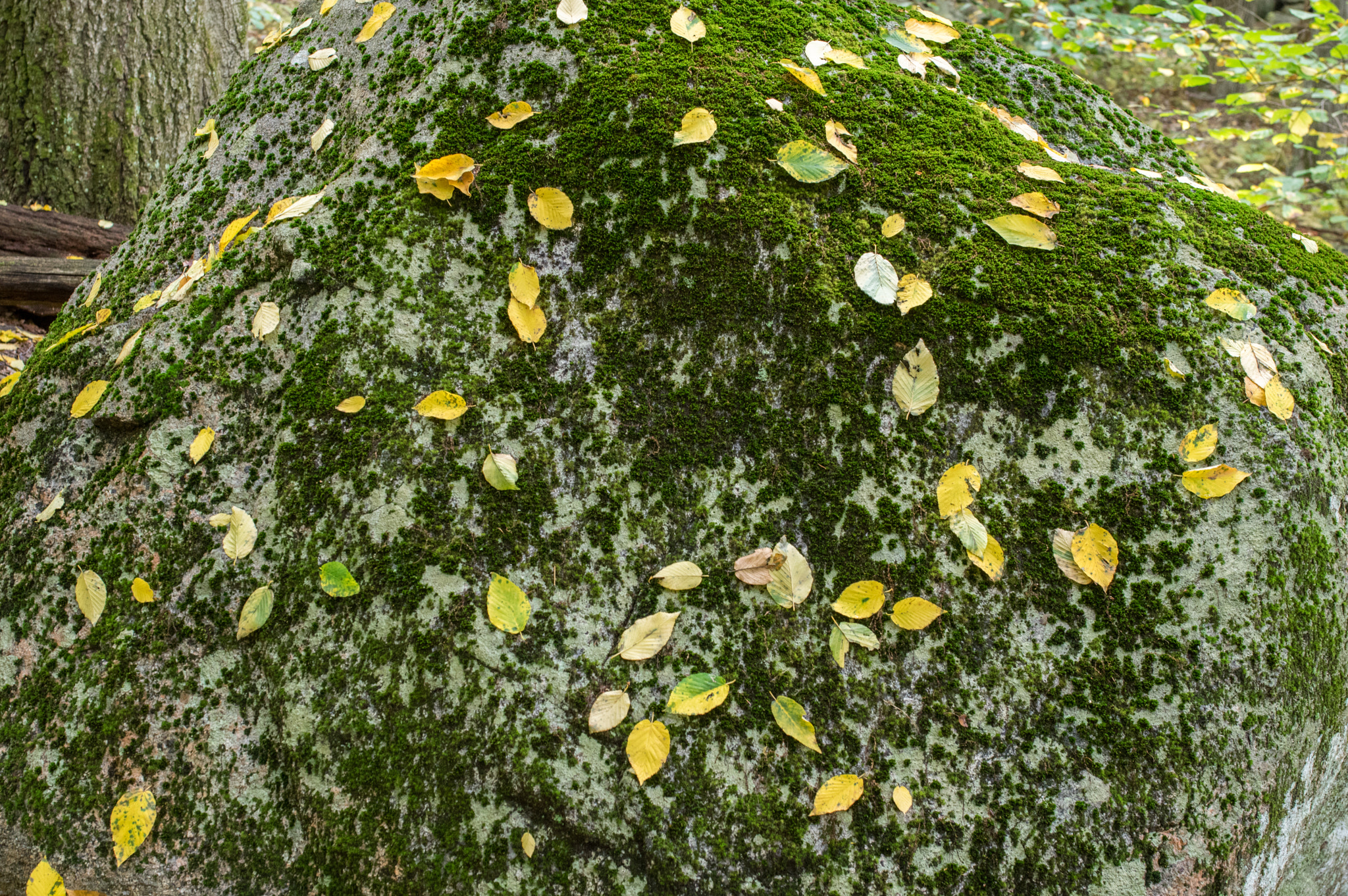 Pentax K-3 + Sigma 35mm F1.4 DG HSM Art sample photo. Leaves on moss covered rock photography