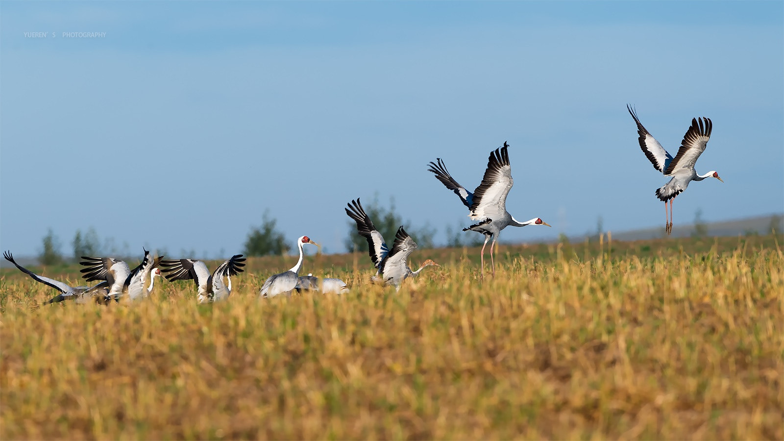 Nikon D5 + Nikon AF-S Nikkor 600mm F4G ED VR sample photo. 贡格尔草原的白枕鹤 photography