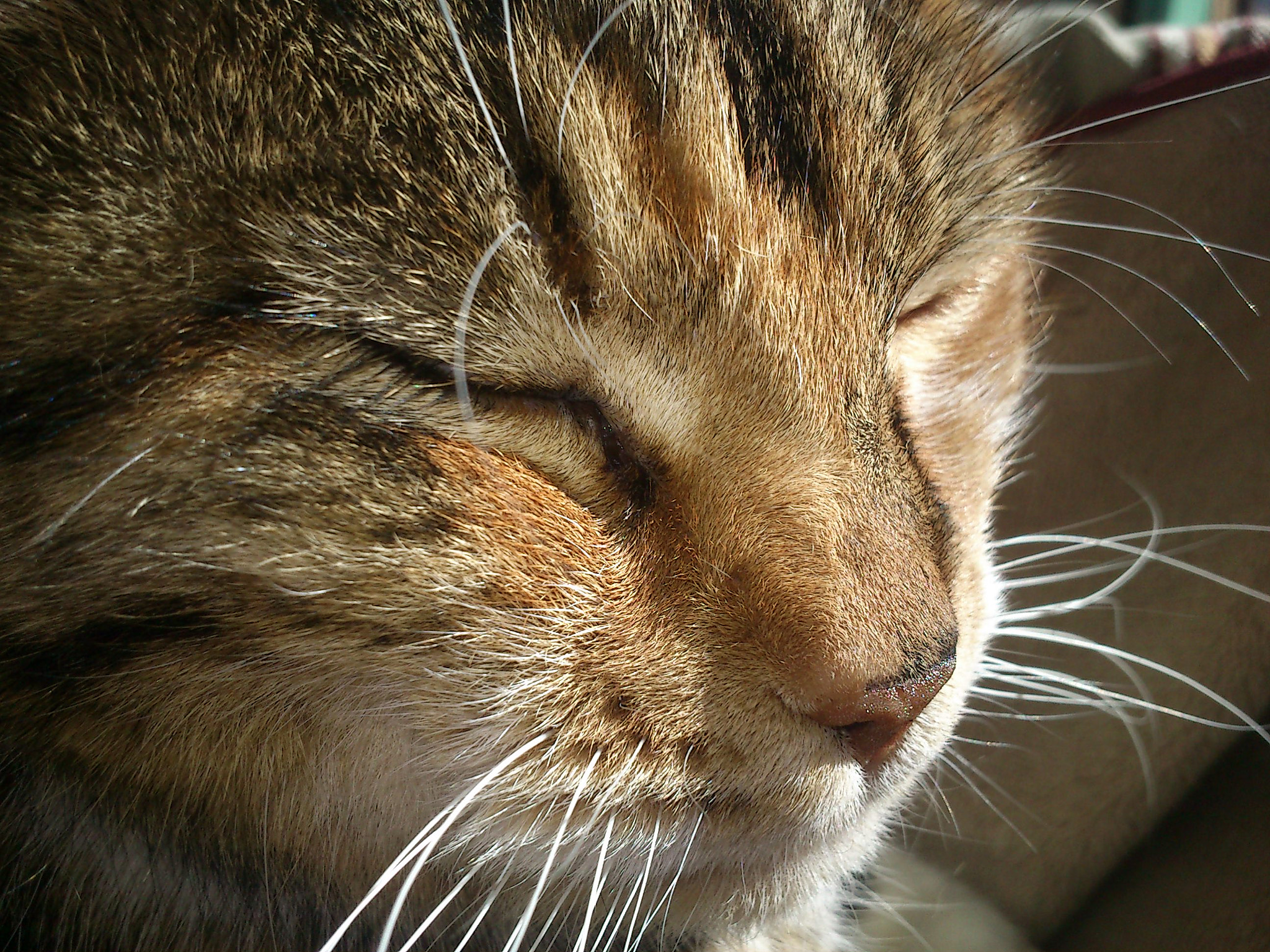 Sony Ericsson Live with Walkman sample photo. Peaceful cat photography