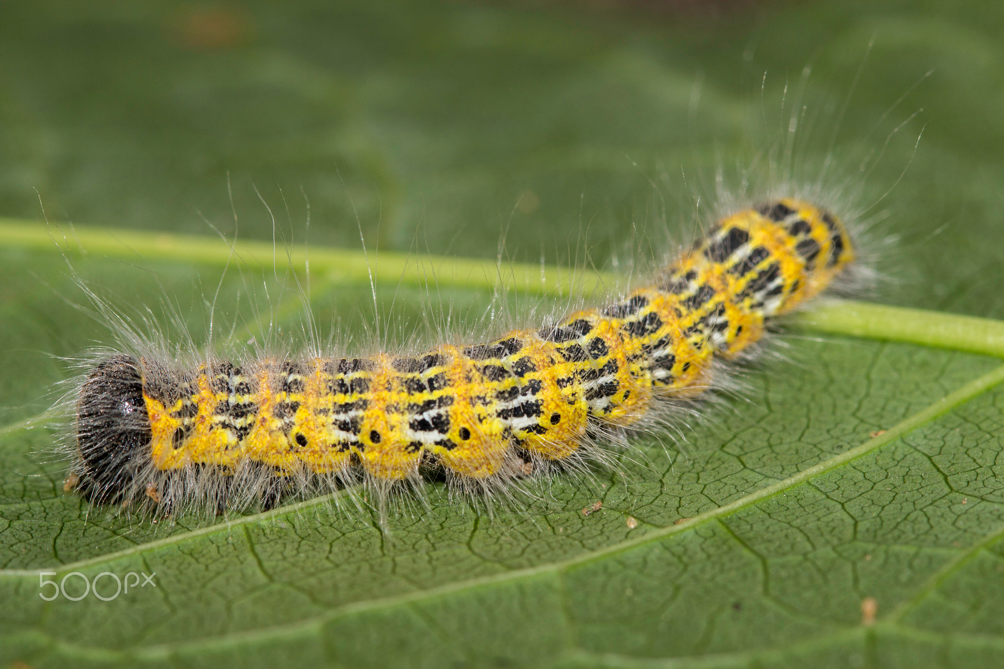 Buff-tip Caterpillar  -  Phalera bucephala  (Linna