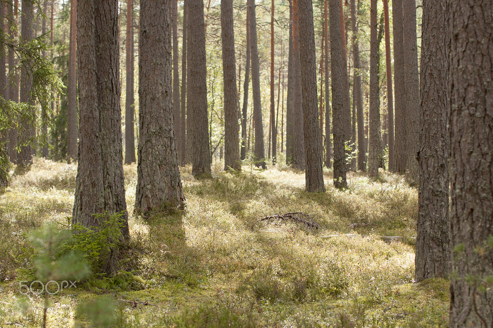 Canon EOS 40D sample photo. Walk in the forest photography
