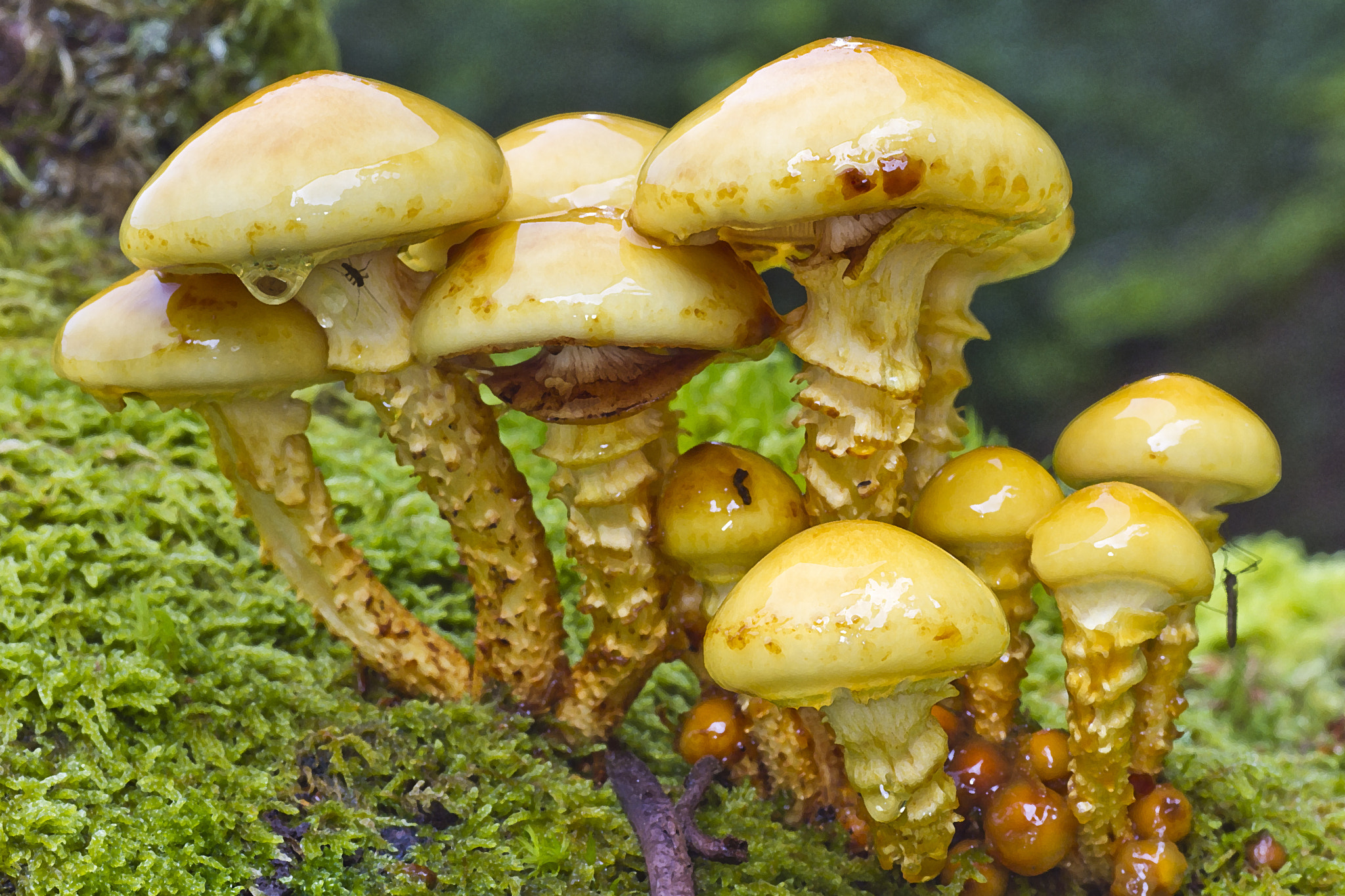 Tamron SP AF 90mm F2.8 Di Macro sample photo. Pholiota adiposa photography