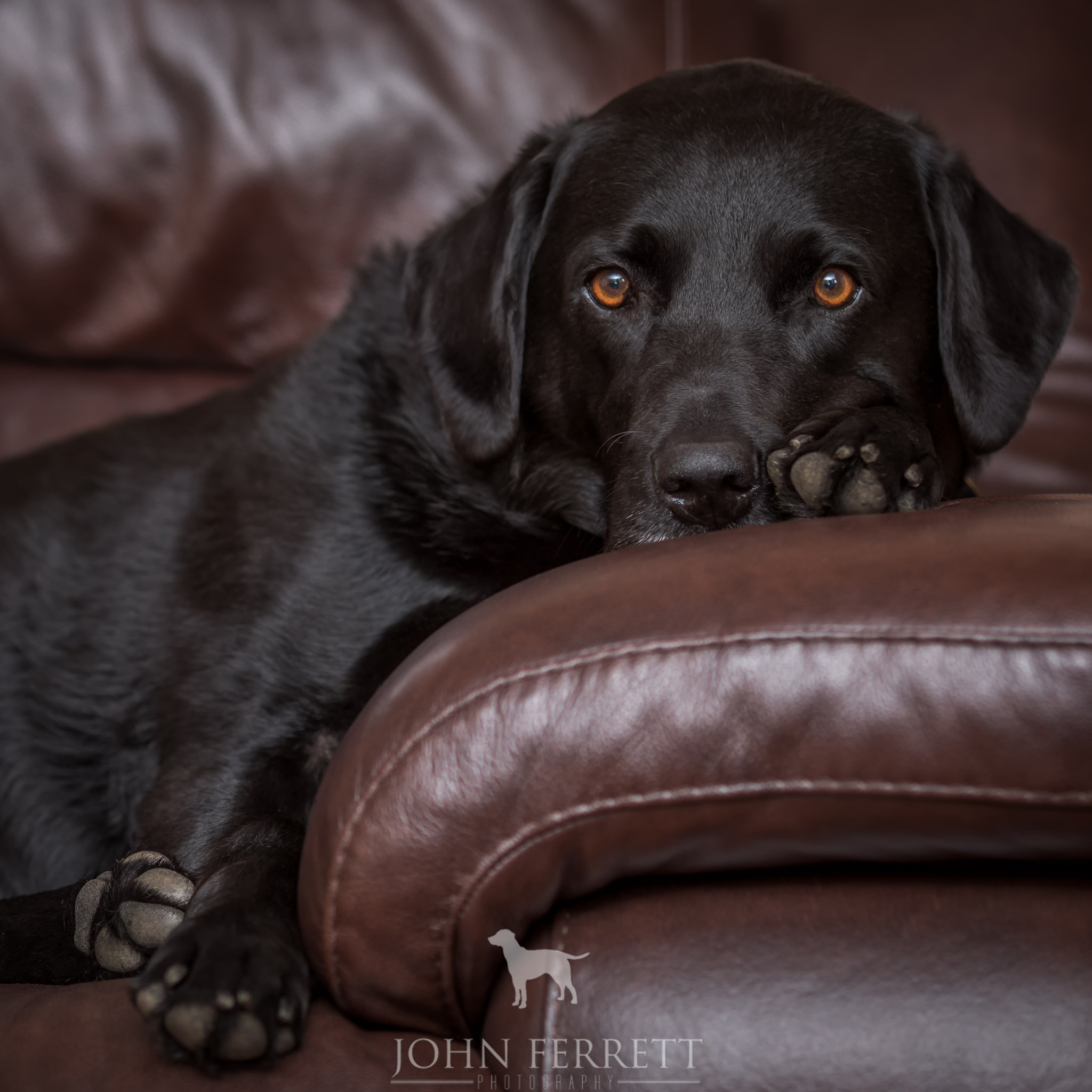 Canon EOS 5D Mark IV + Canon EF 135mm F2L USM sample photo. My sofa photography