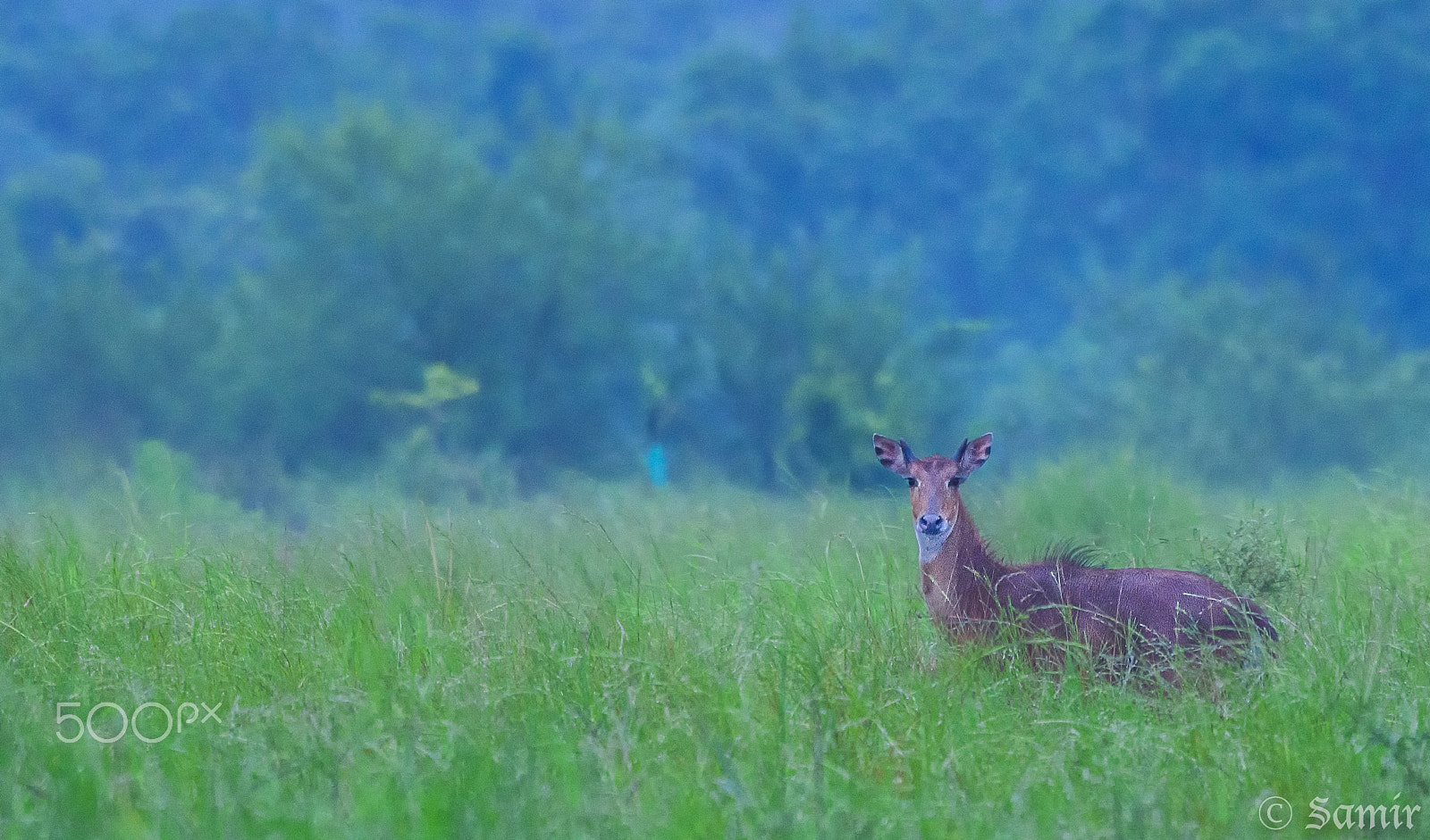 Nikon AF-S Nikkor 200-500mm F5.6E ED VR sample photo. The gypsy spirit photography