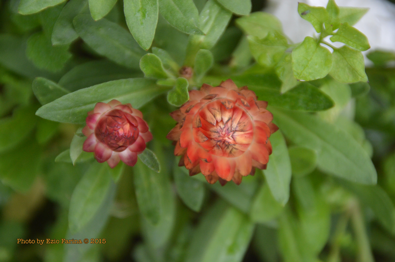 Nikon D3200 + Nikon AF Nikkor 24mm F2.8D sample photo. Dsc photography