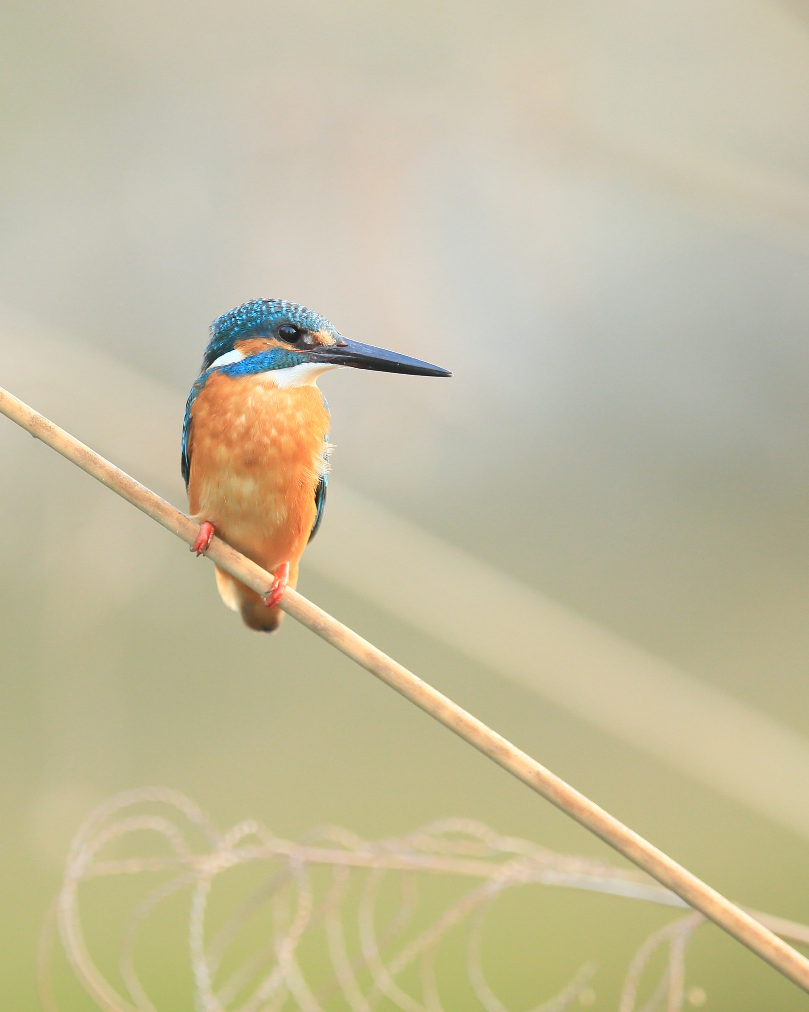 Canon EF 400mm F2.8L IS II USM sample photo. カワセミ 寛いで− photography