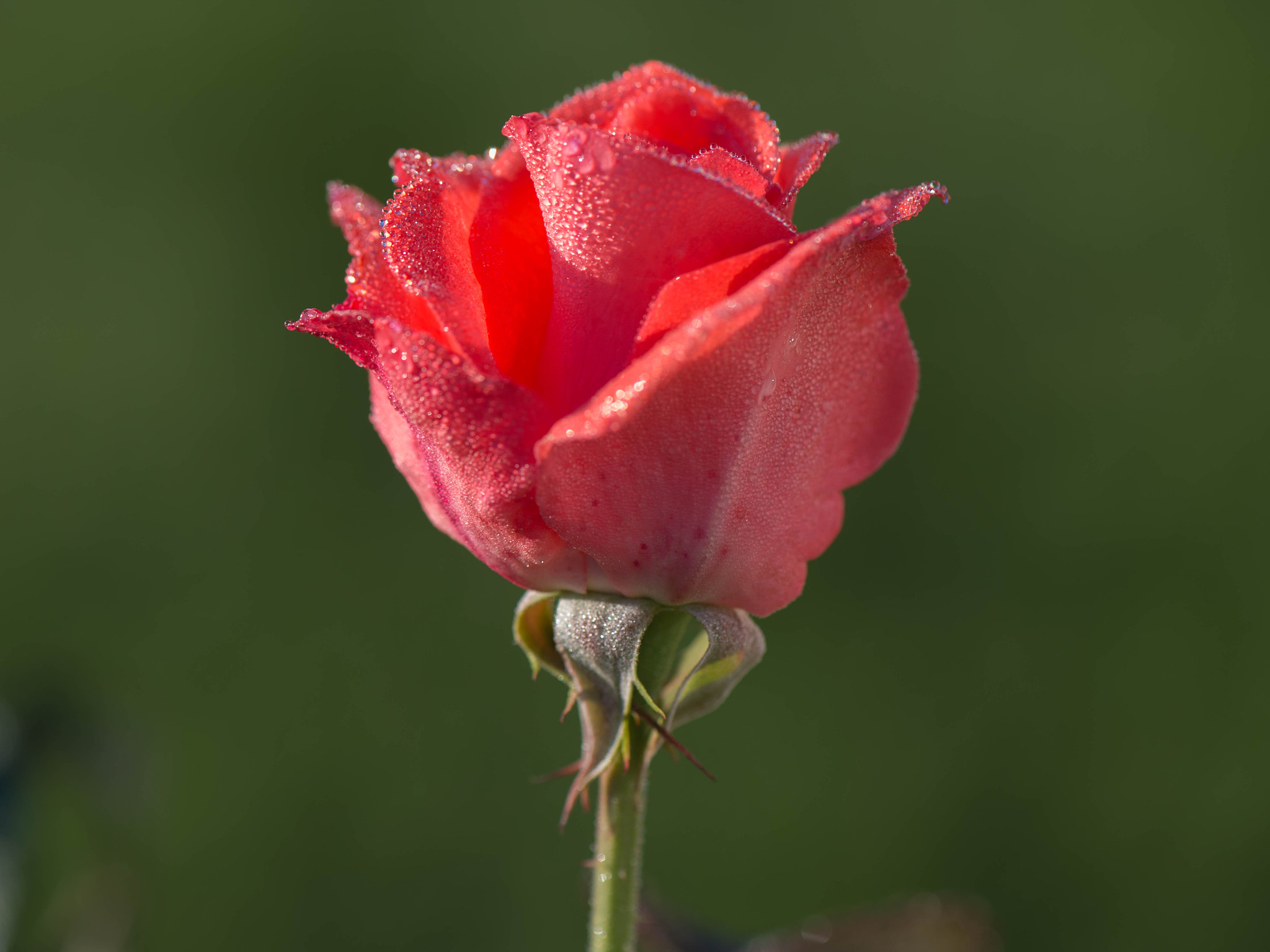 Nikon Df sample photo. Pink rose photography