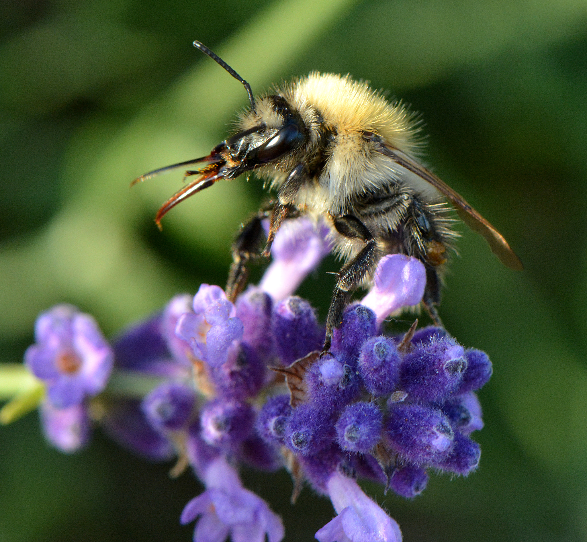 Nikon AF-S Micro-Nikkor 105mm F2.8G IF-ED VR sample photo. Caught... photography