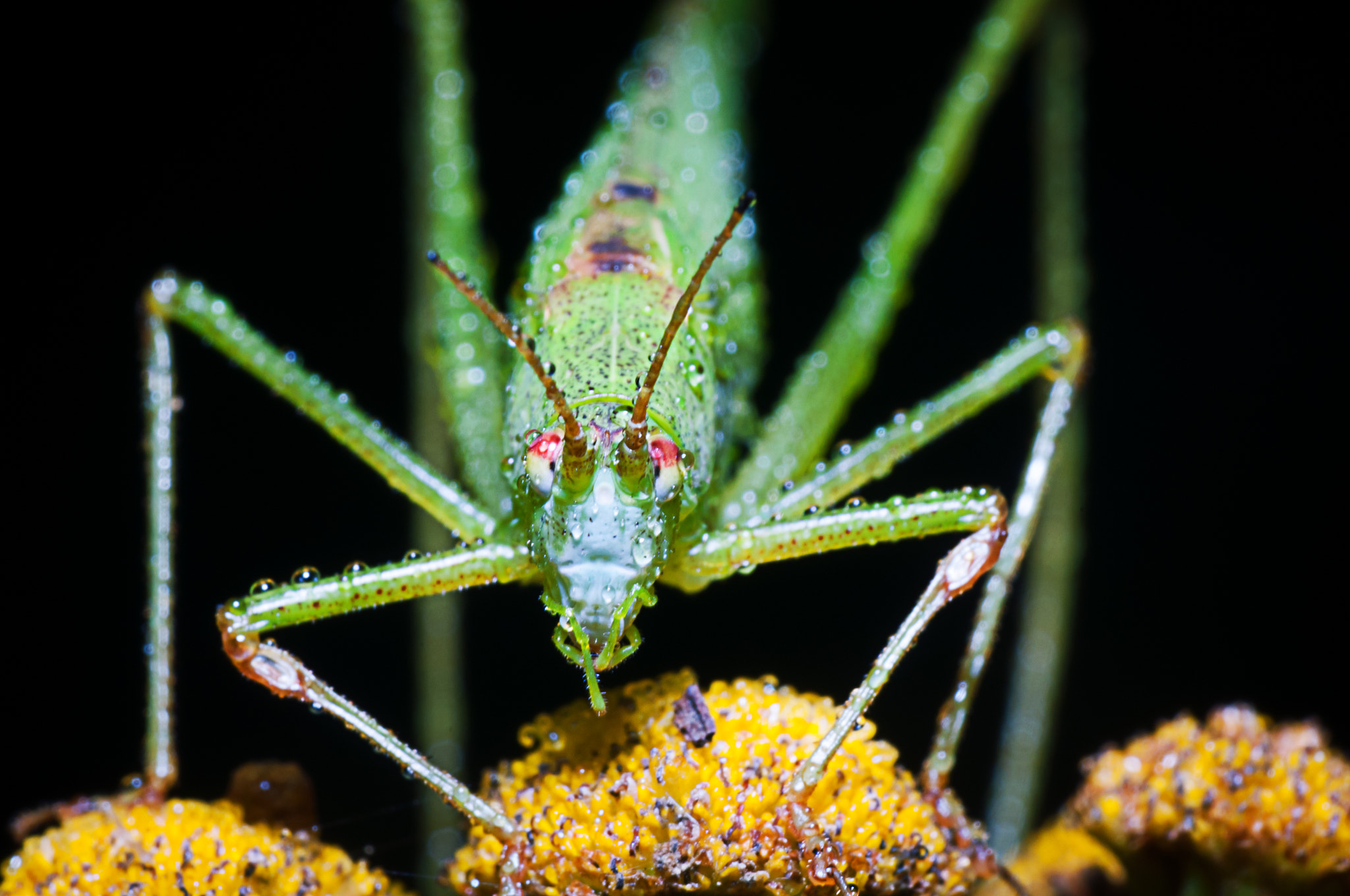 Nikon D300 sample photo. Eyes photography