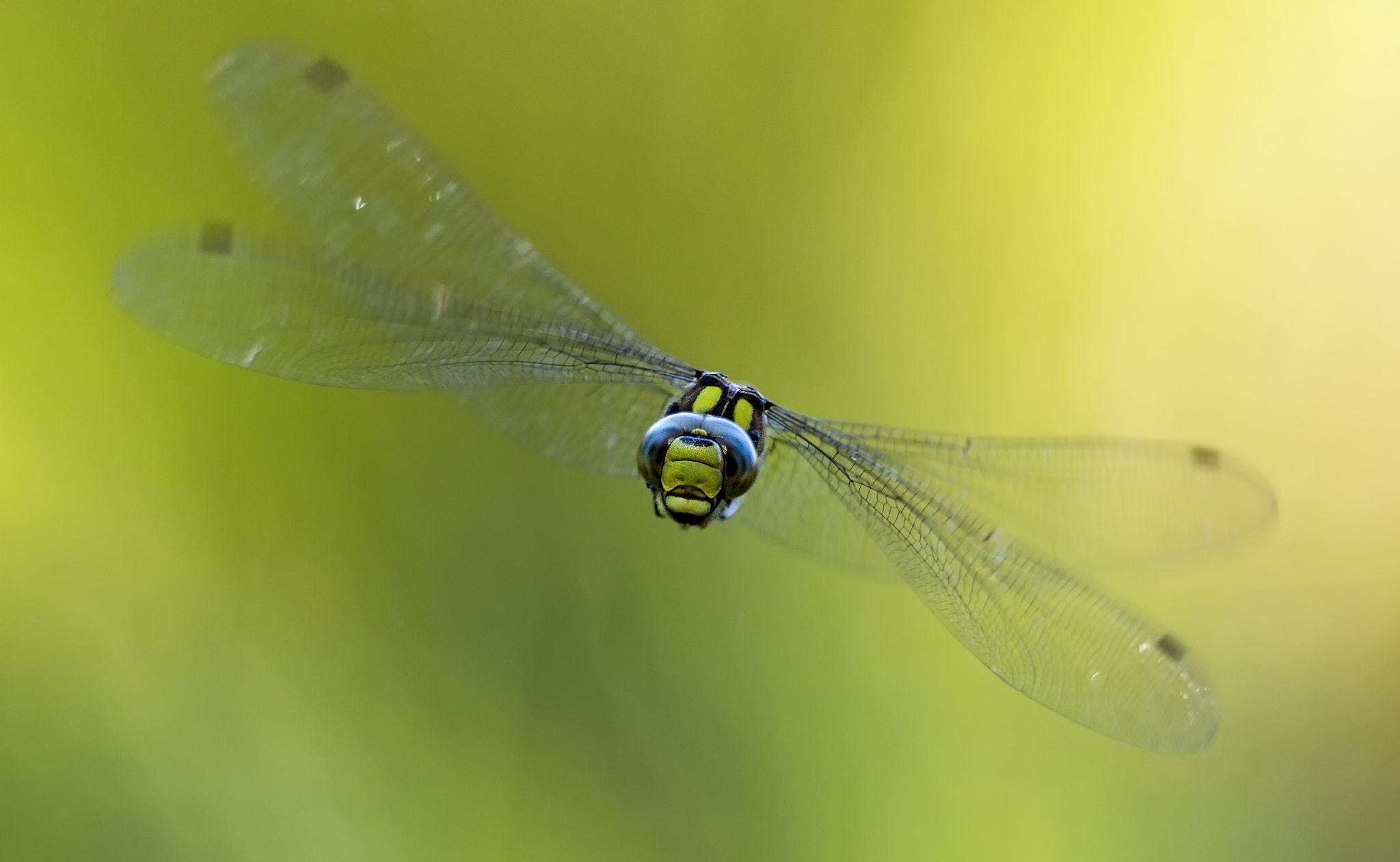 Sigma 150mm f/2.8 EX DG OS HSM APO Macro sample photo. Flight of the southern hawker # 11 photography