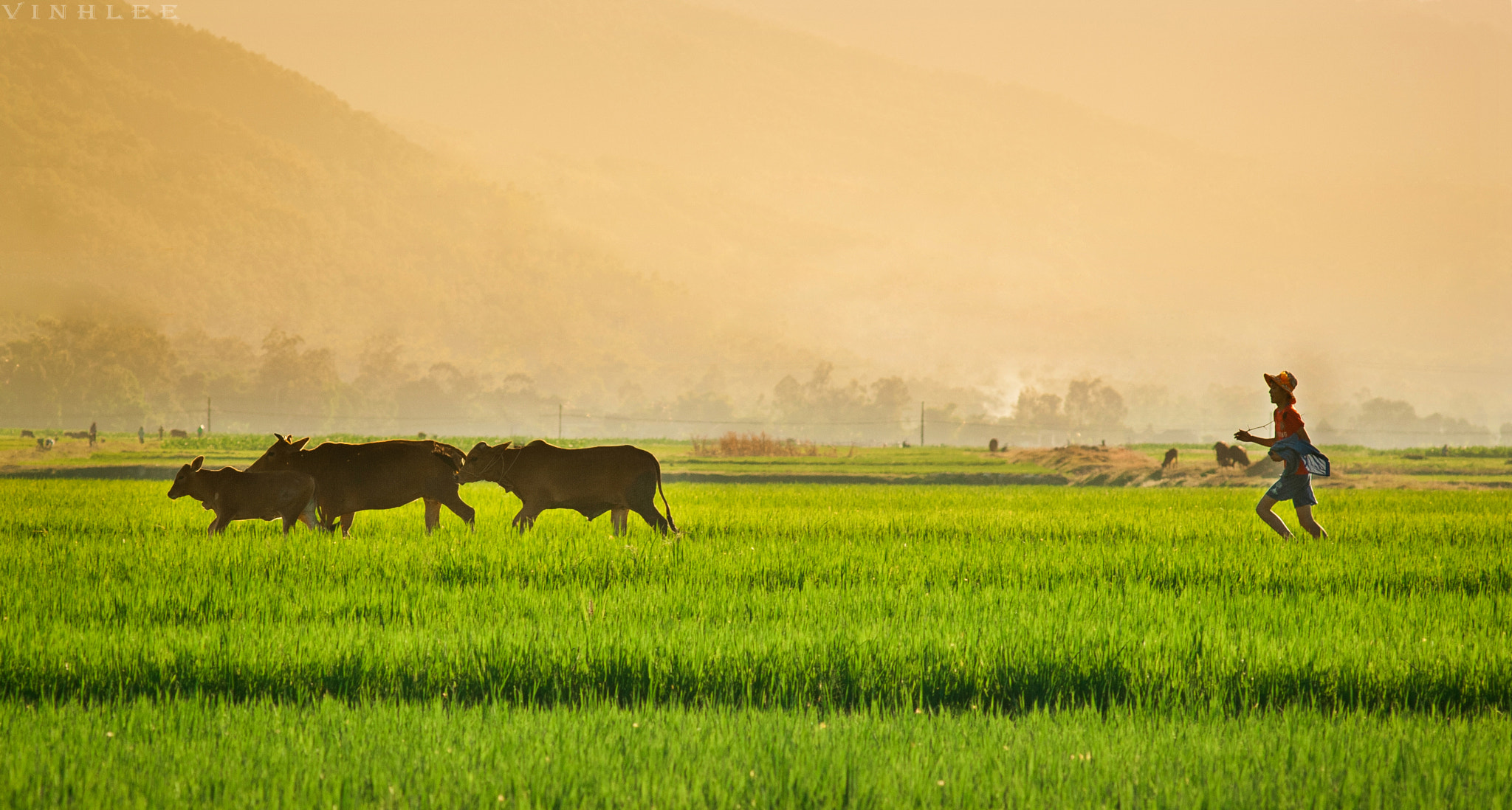 Nikon AF-Nikkor 80-200mm F2.8D ED sample photo. Chiều quê tôi photography